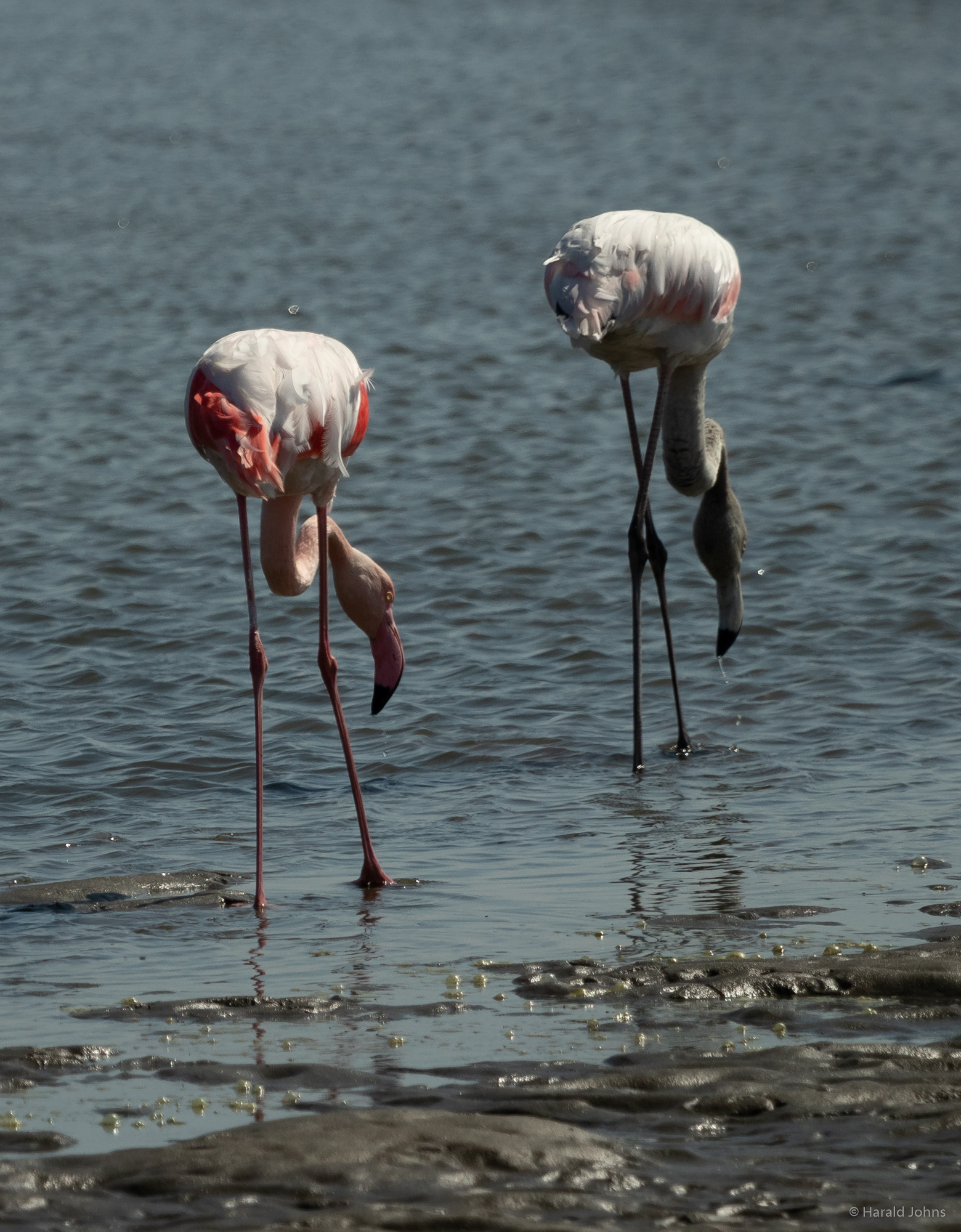 Flamingos auf Futtersuche