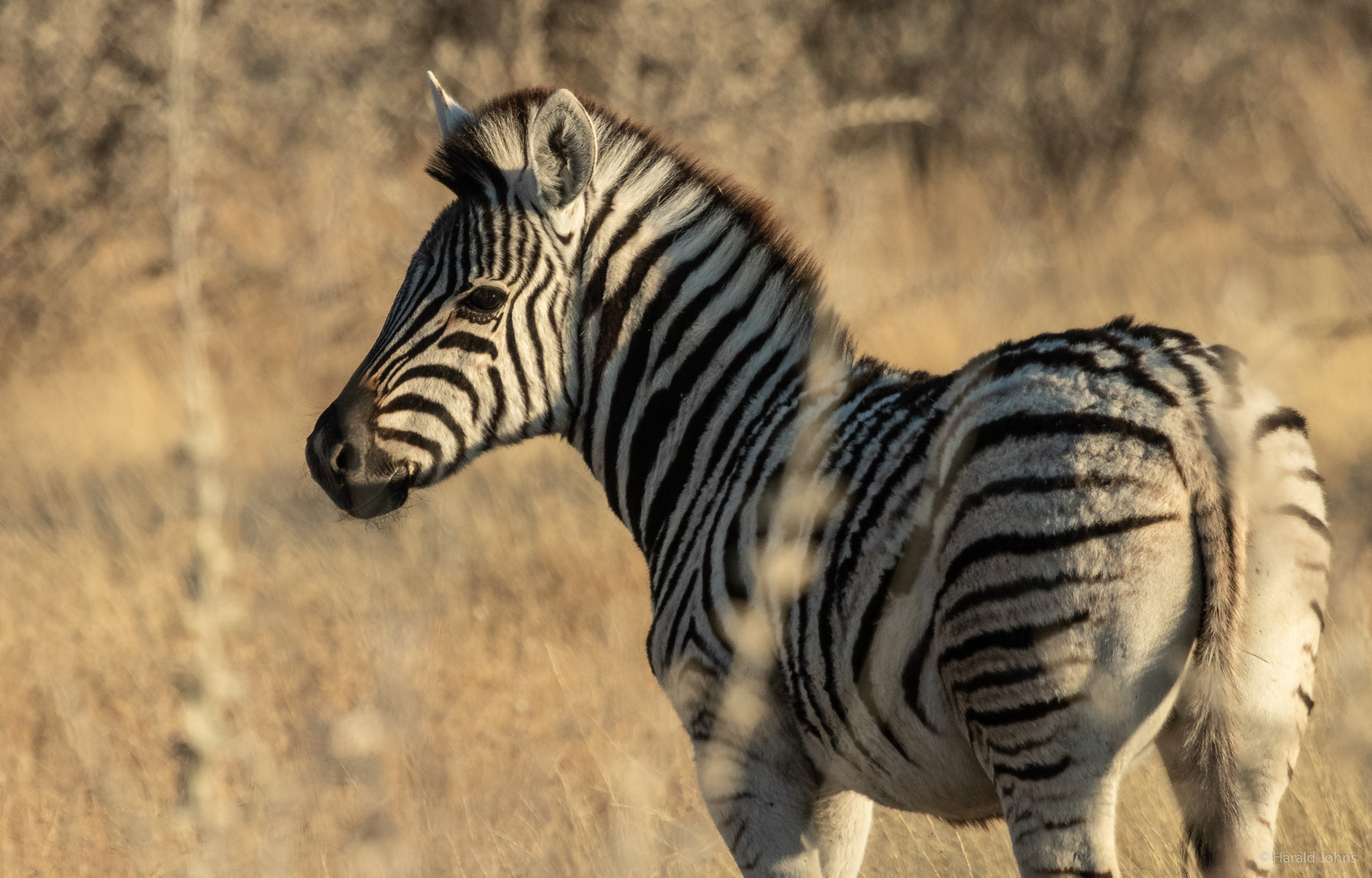 Steppenzebra
