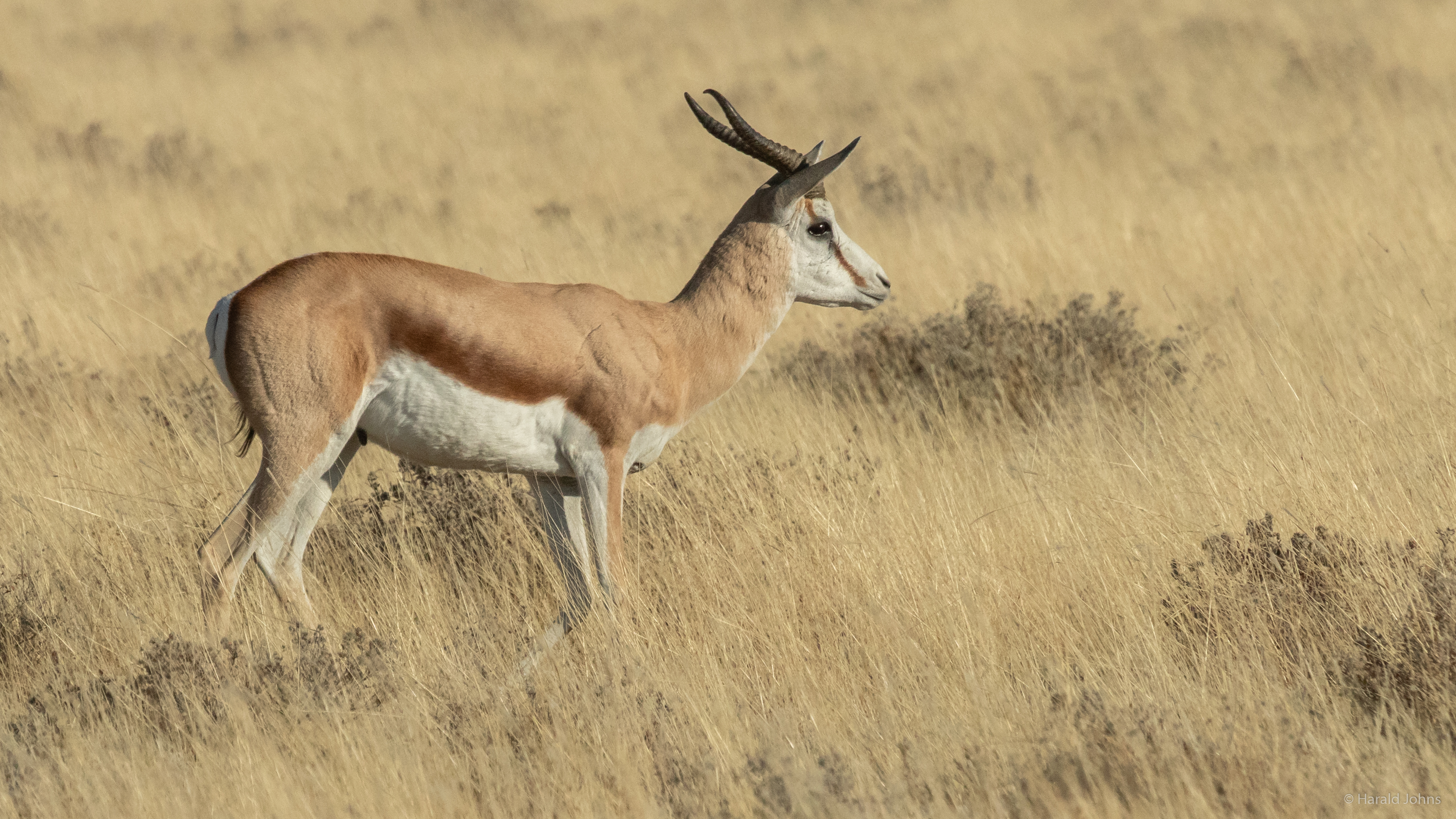 Kalahari-Springbock