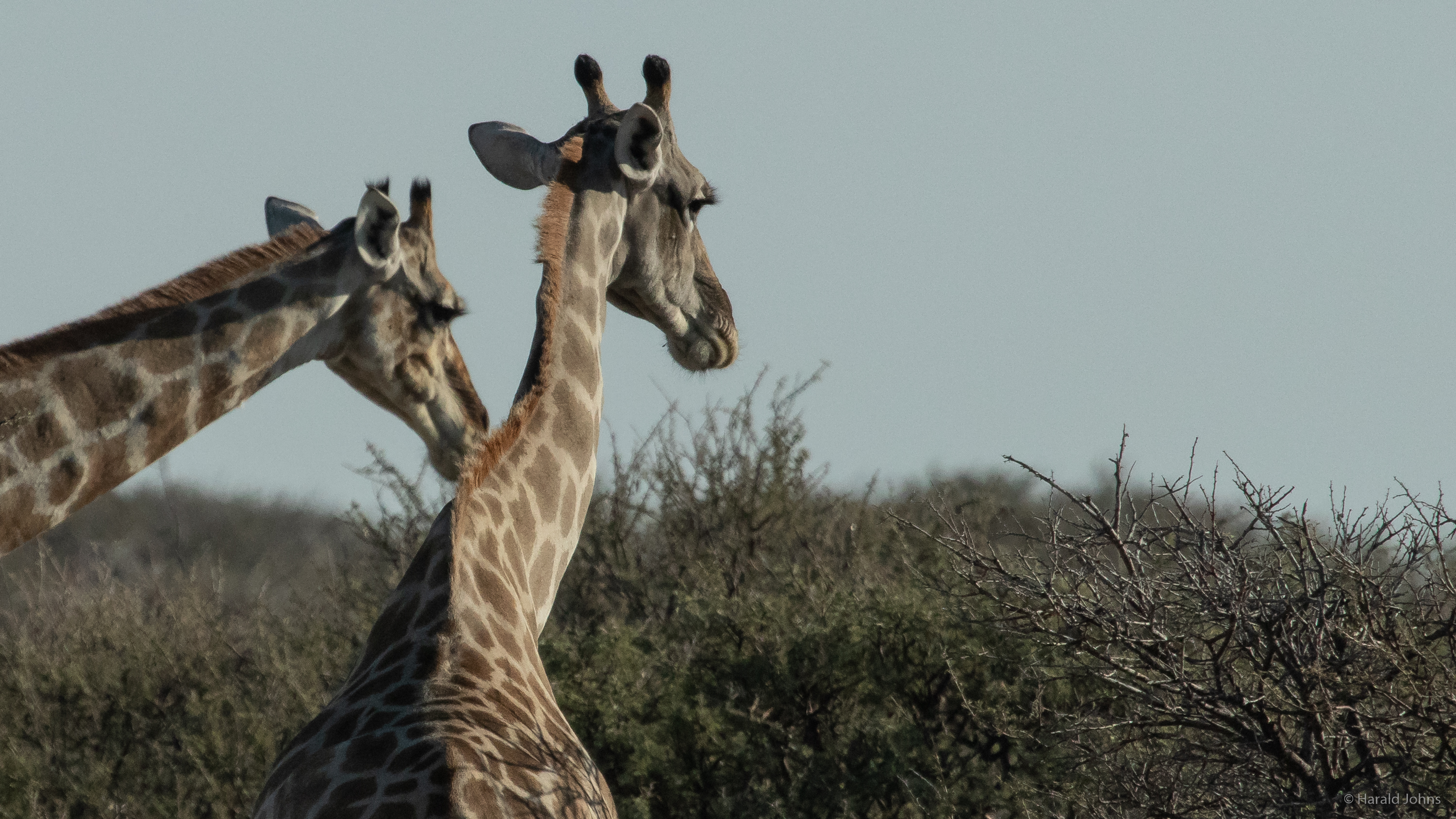 Giraffen