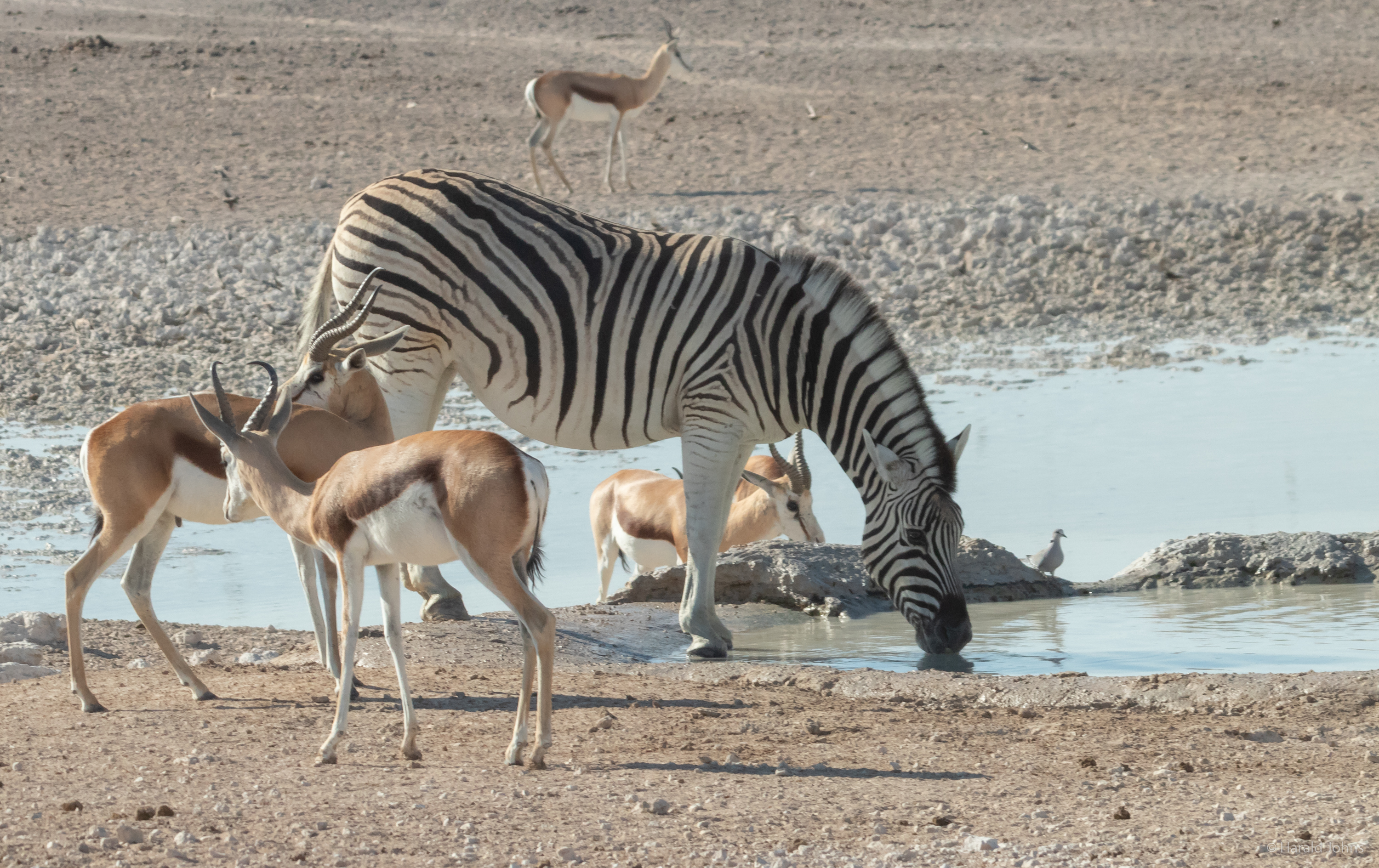 Die Tiere müssen an die Wasserstellen.