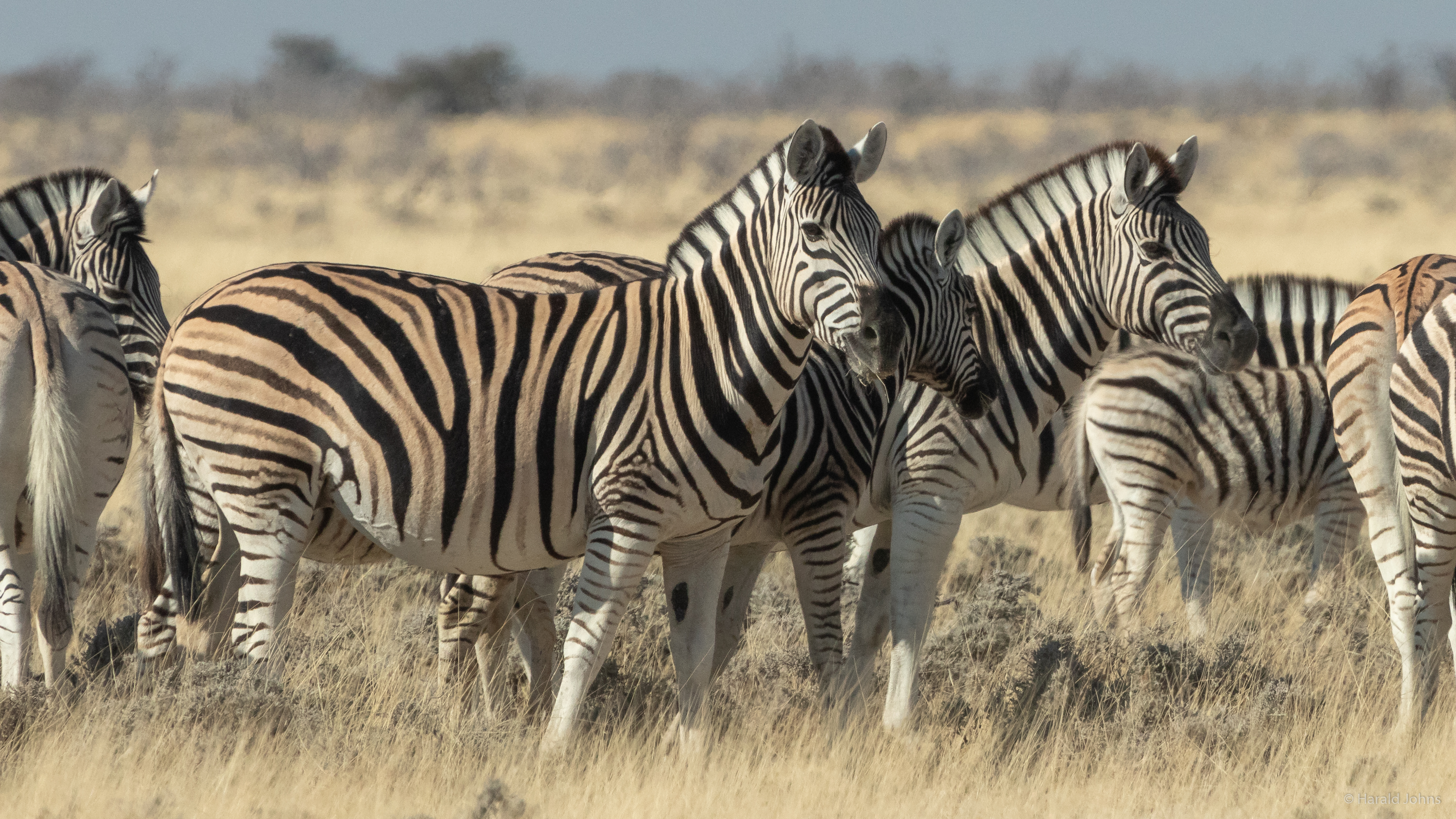 Die Steppenzebras bleiben vorsichtig