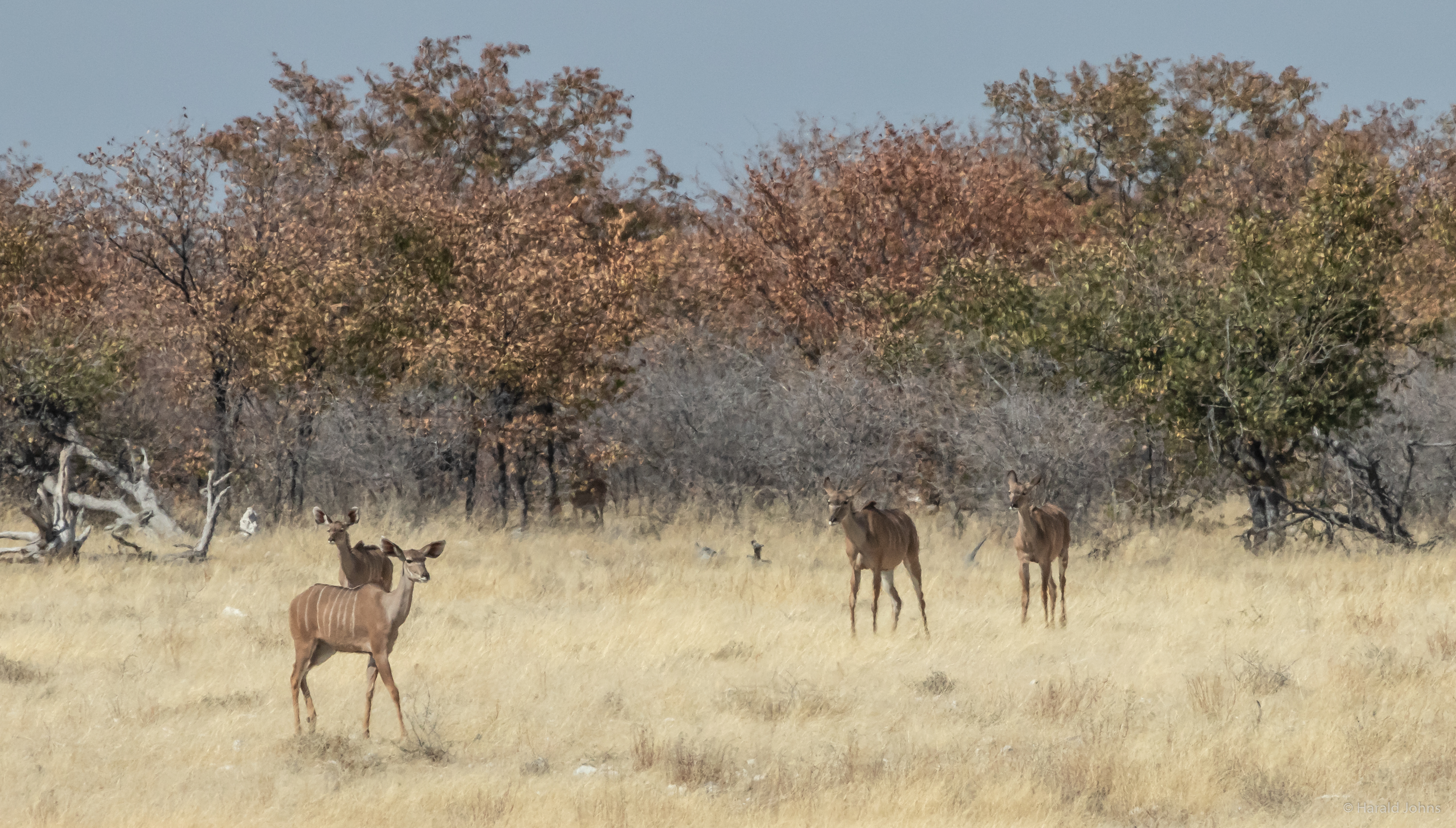 Kudu-Antilopen-Kühe