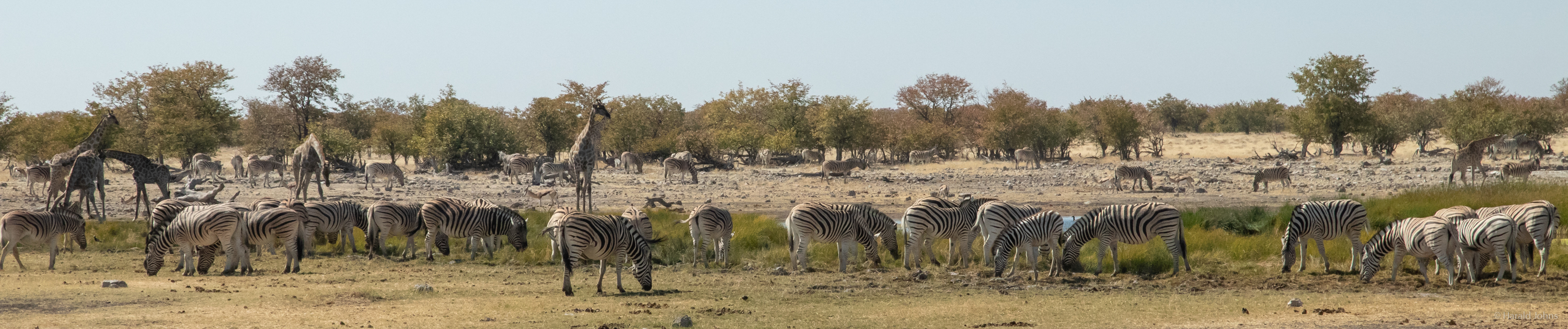 Zebraherde im Panorama