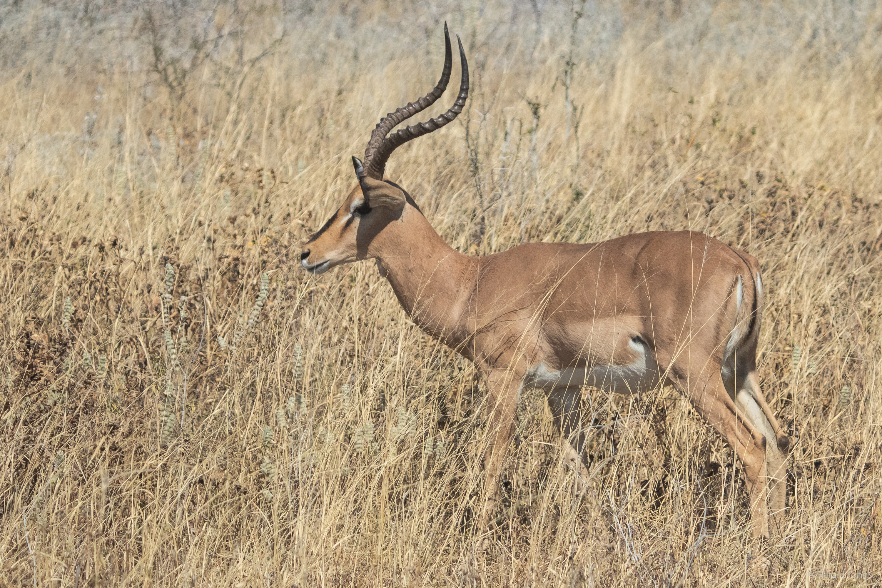 Schwarznasenimpala-Bock