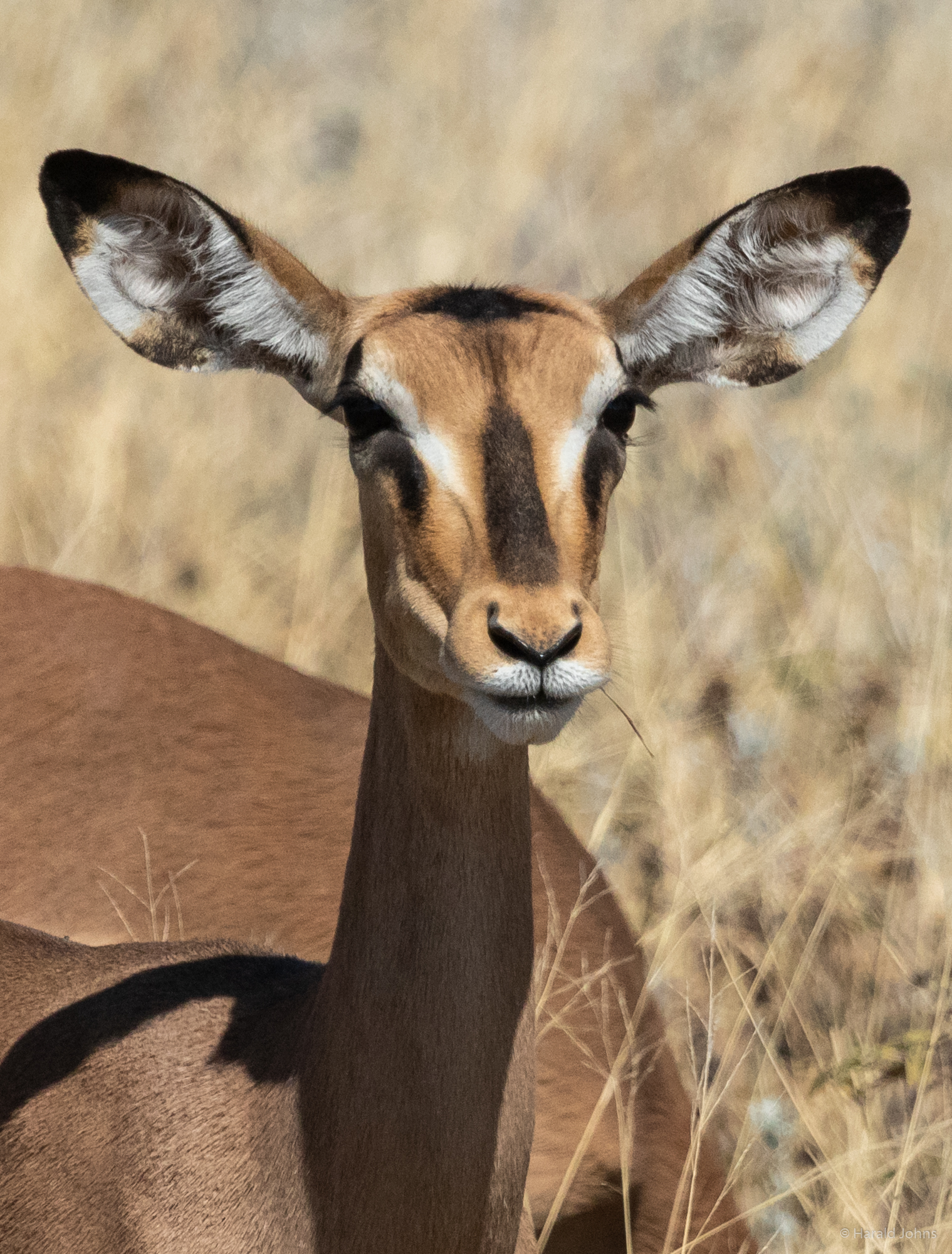 Schwarznasenimpala-Kuh