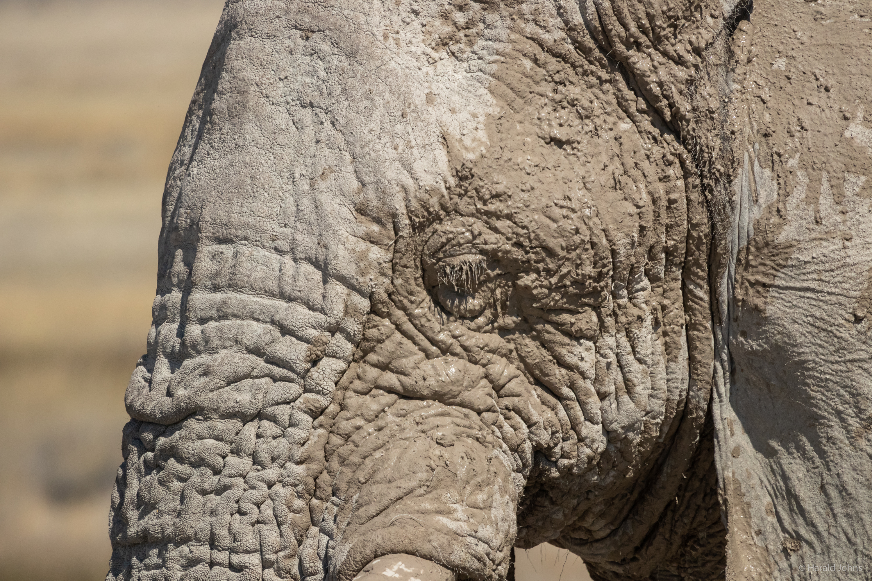 Die Elefanten Namibias sind die größten Afrikas.