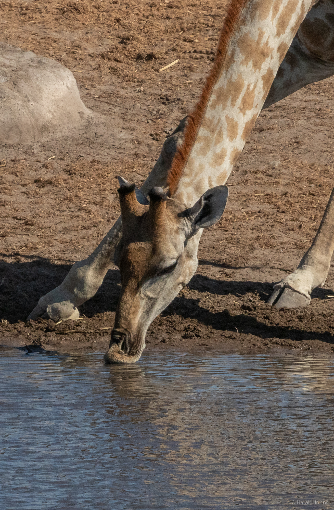 Wegen den Krokodilen bleiben vorsichtig und nur am Rand. (Das dieses rel. kleine Wasserloch Krokodilfrei ist wissen sie nicht.)