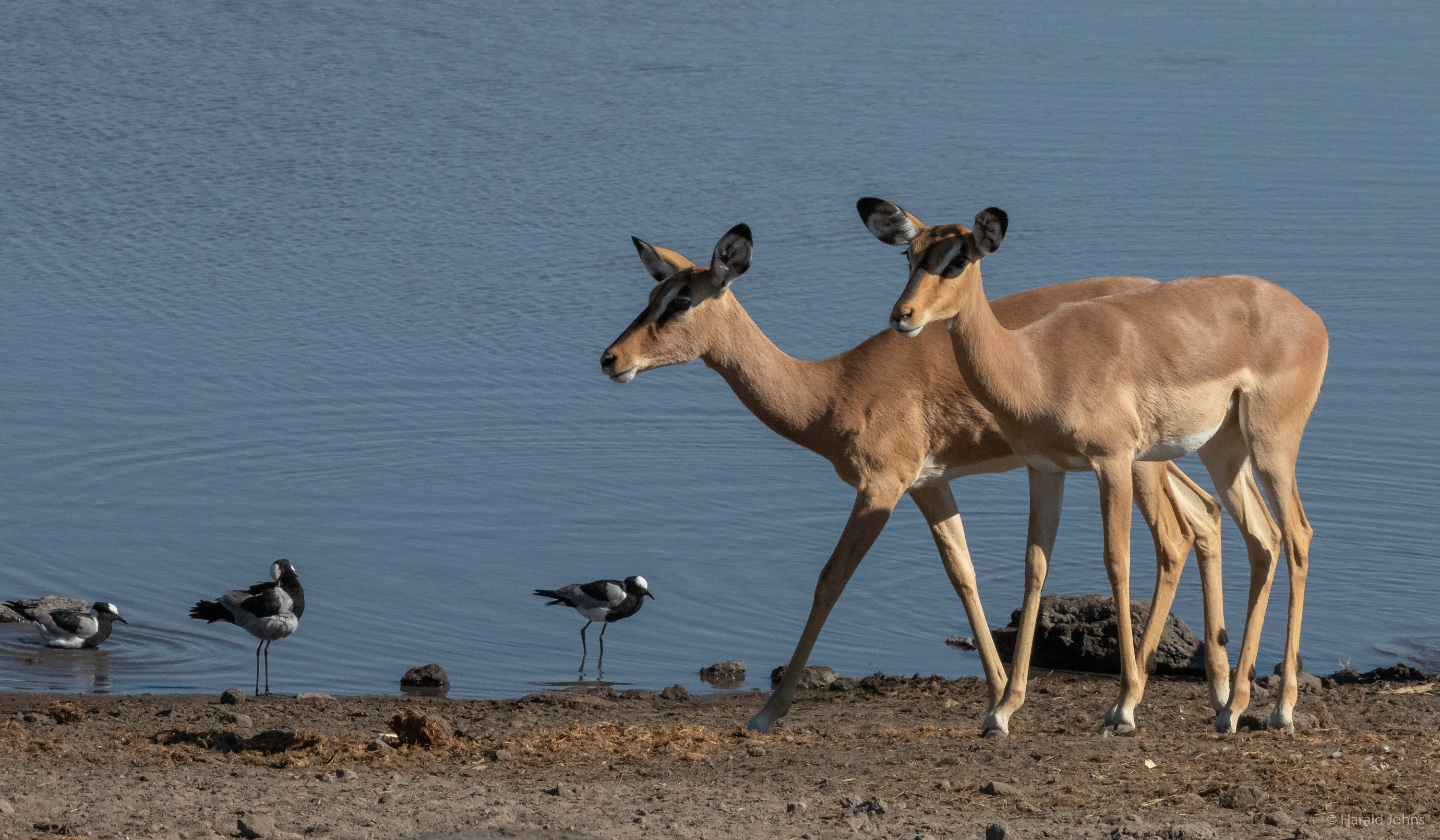 ... und diese Impalas