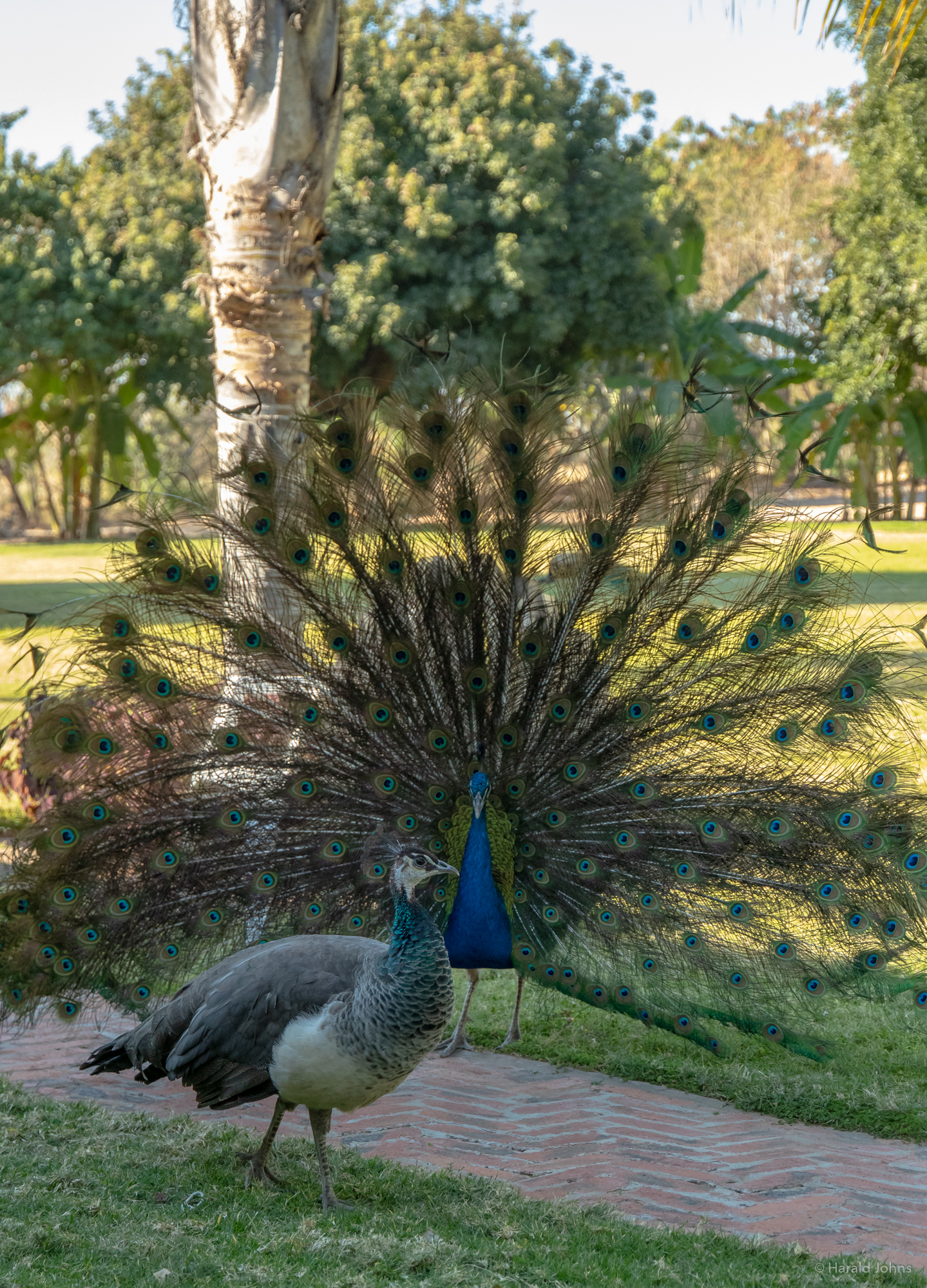 Balzender Pfau