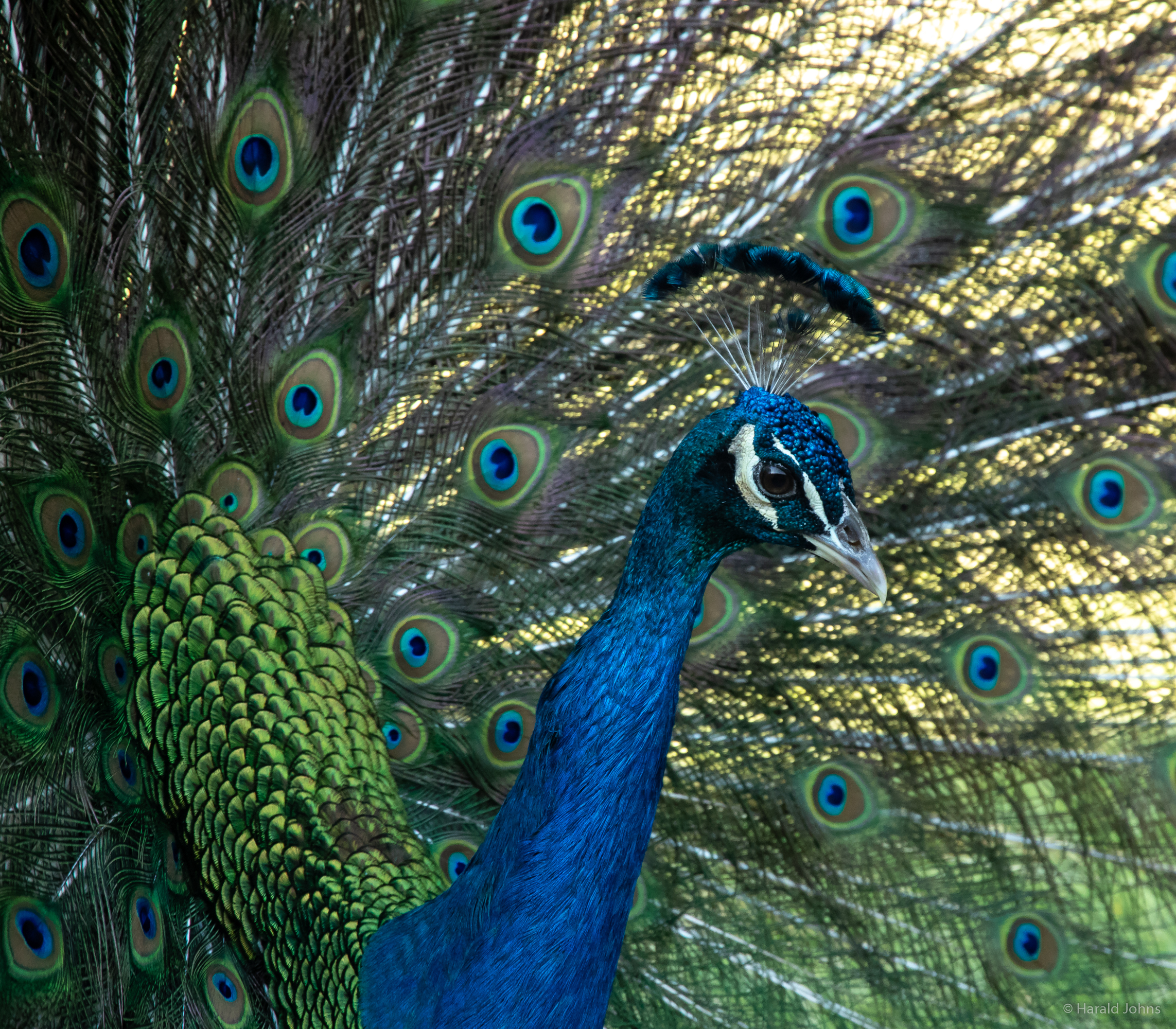 Balzender Pfau