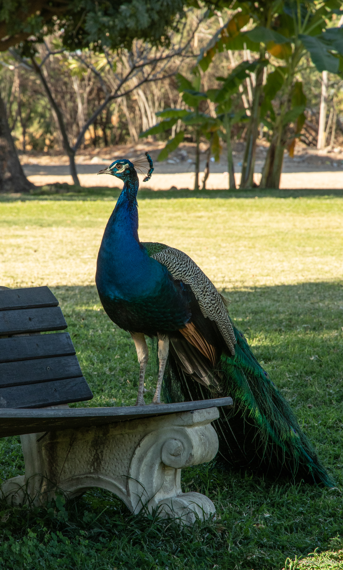 Asiatischer Blauer Pfau