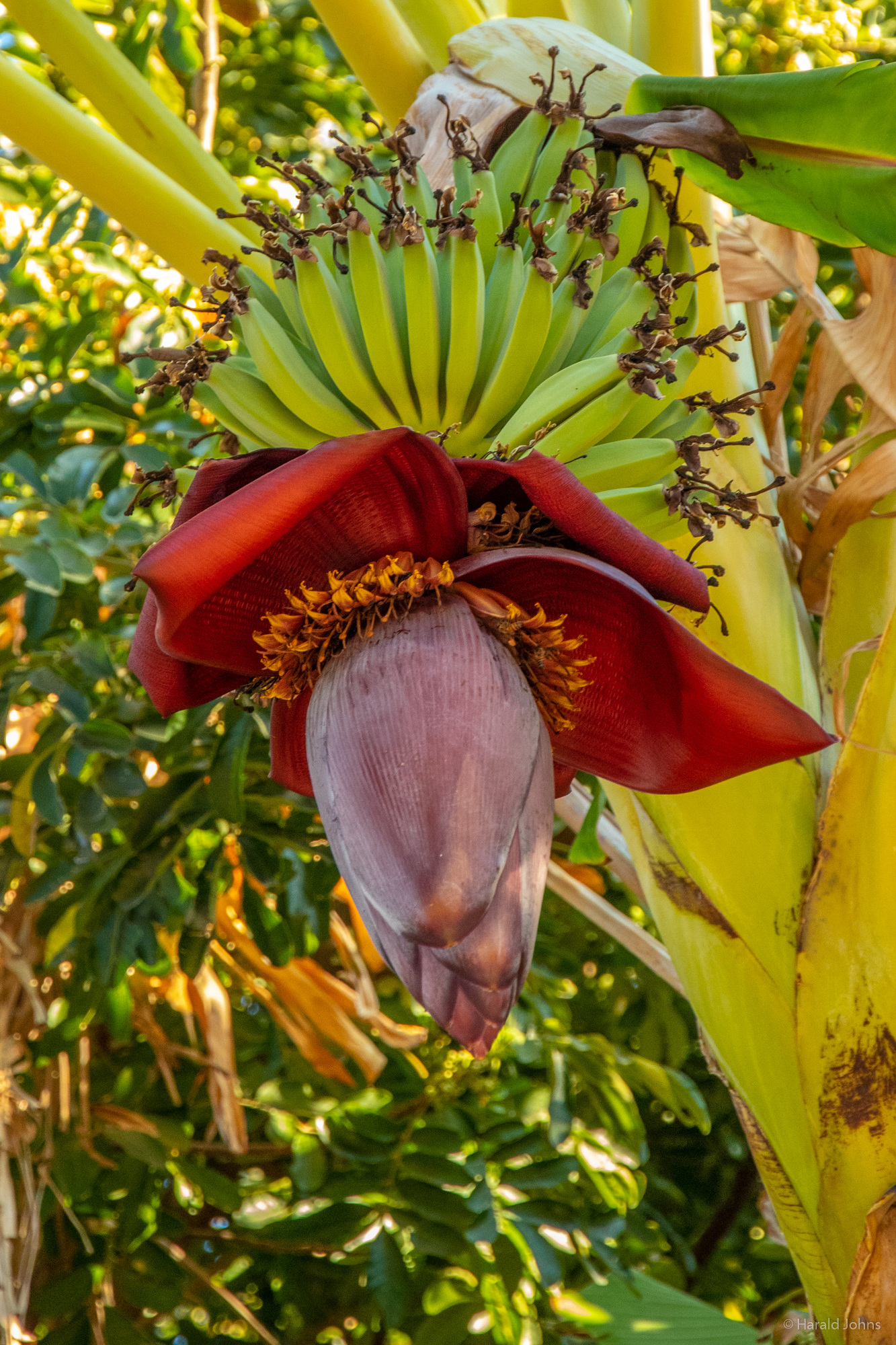 Blüten- und Fruchtstand der Kochbanane