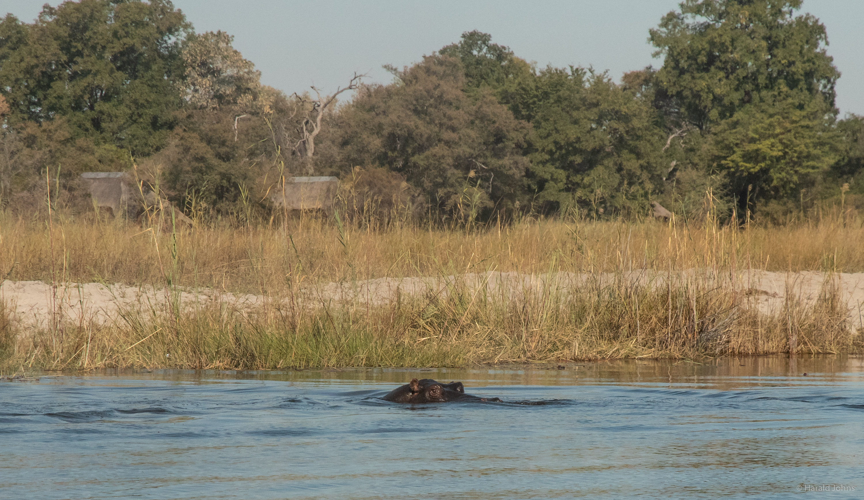 Flusspferd auch Nilpferd, Großflusspferd oder Hippopotamus genannt