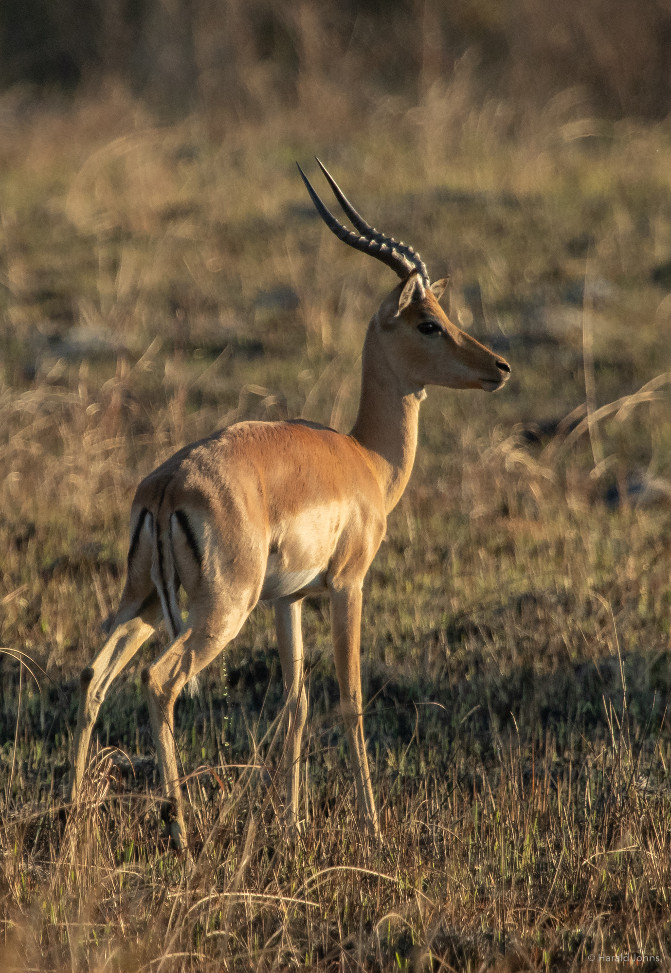 Impala-Bock - Schwarzfersenantilope