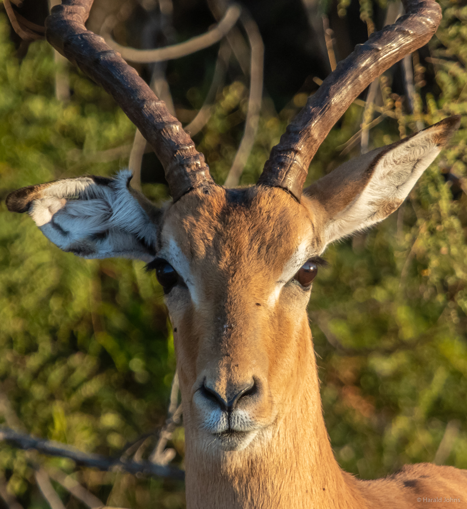 Schwarzfersenantilope beobachtet uns
