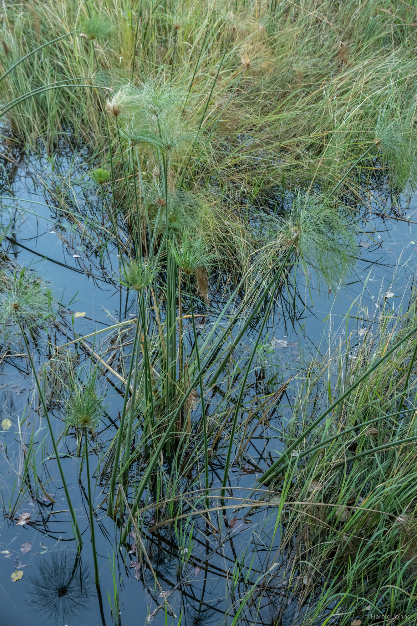 Im Fluss wächst der "Echte Papyrus"