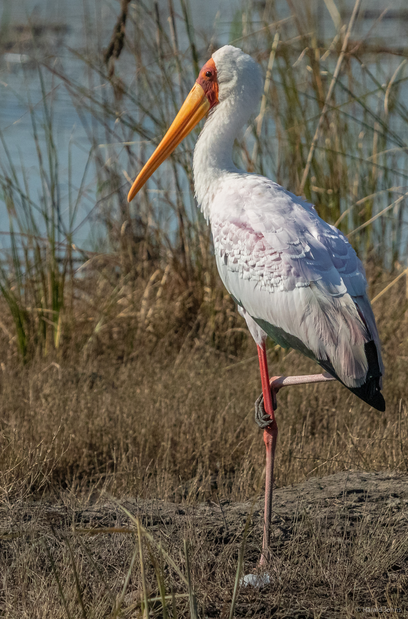 Nimmersatt-Storch am Fluss Cuando