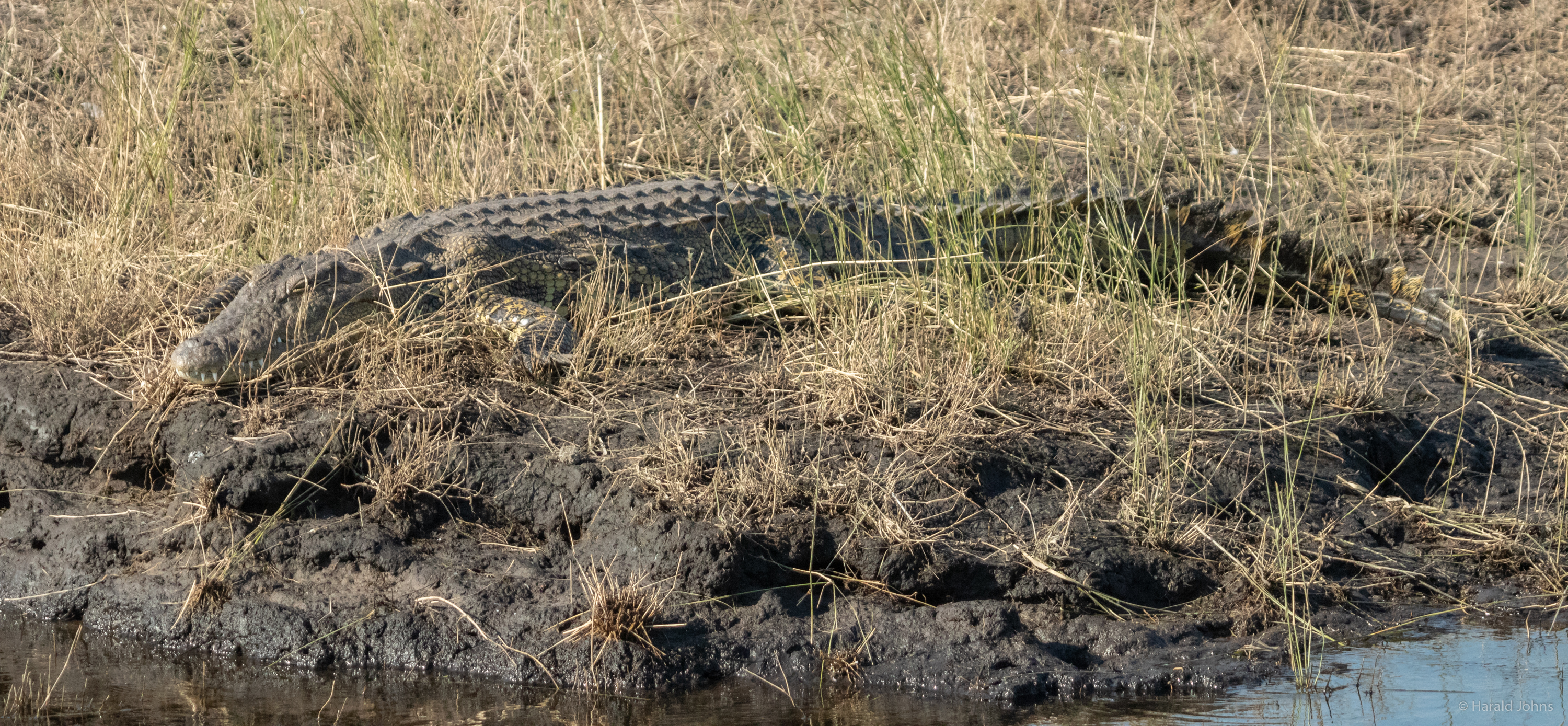 Moch liegt das Krokodil ruhig am Ufer  des Cuando