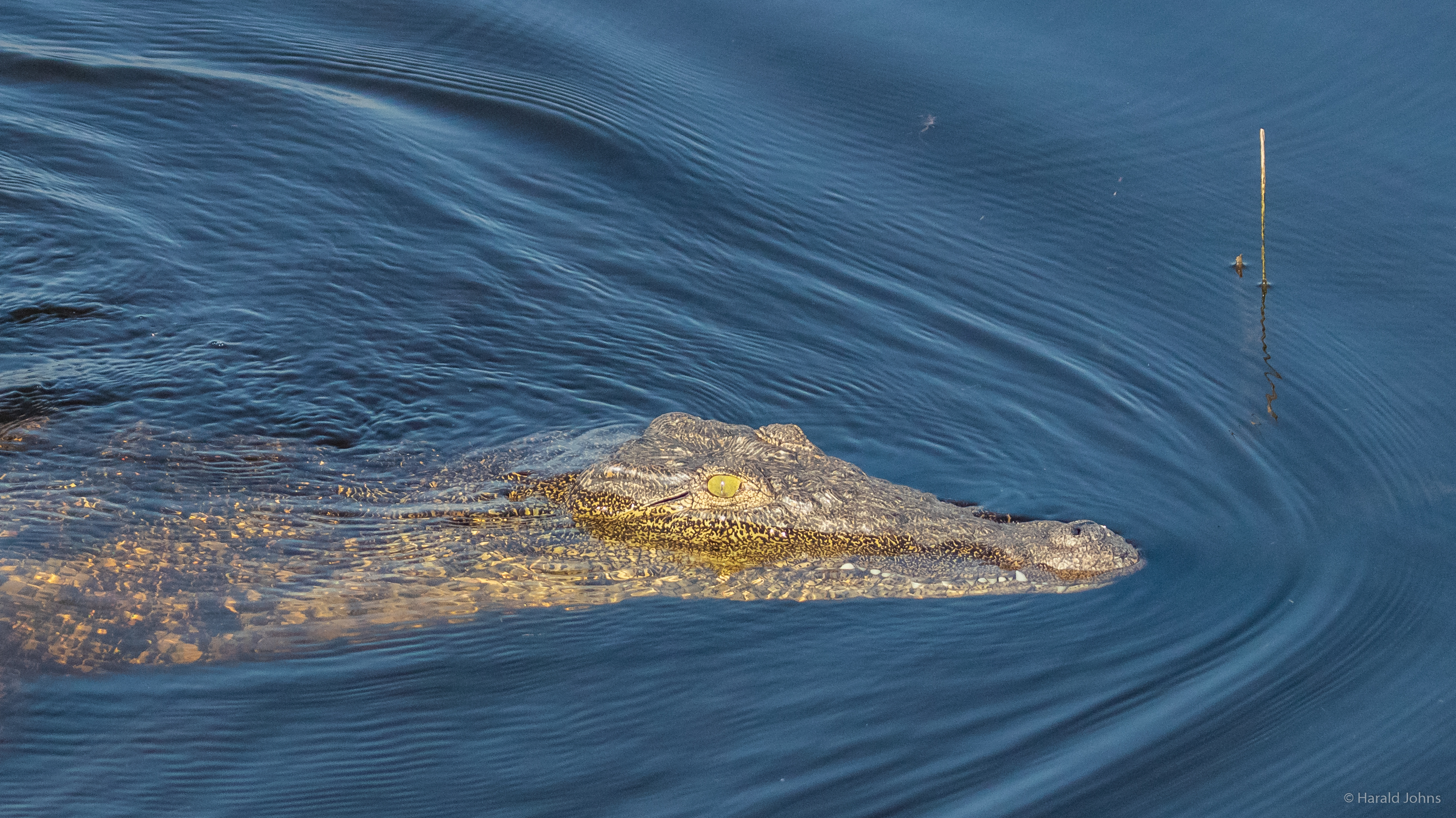 ... elegant gleitend ins Wasser.
