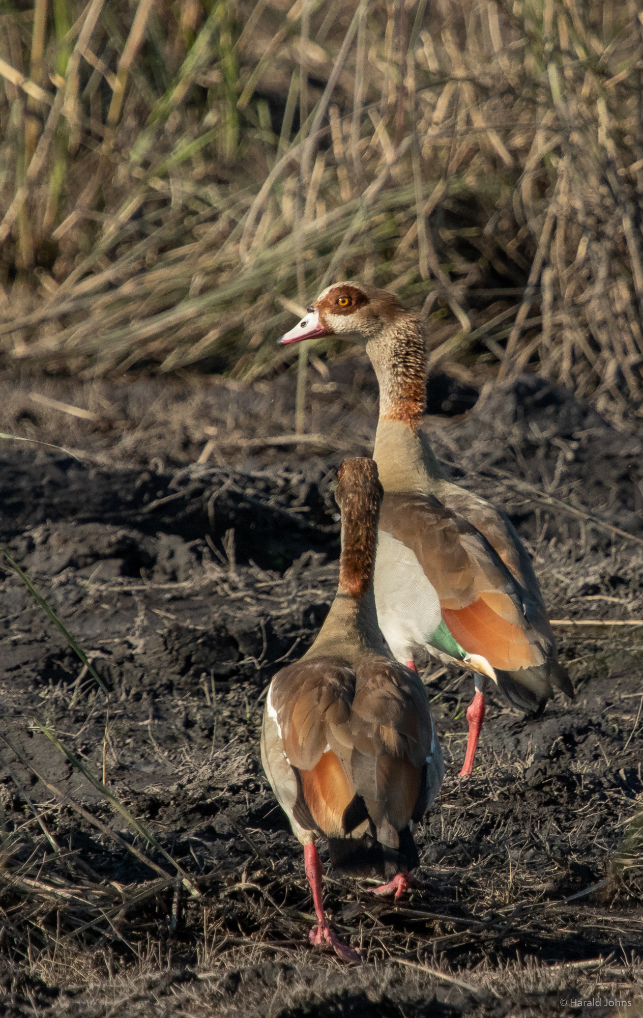 Nilgänse gibt es nicht nur am Nil