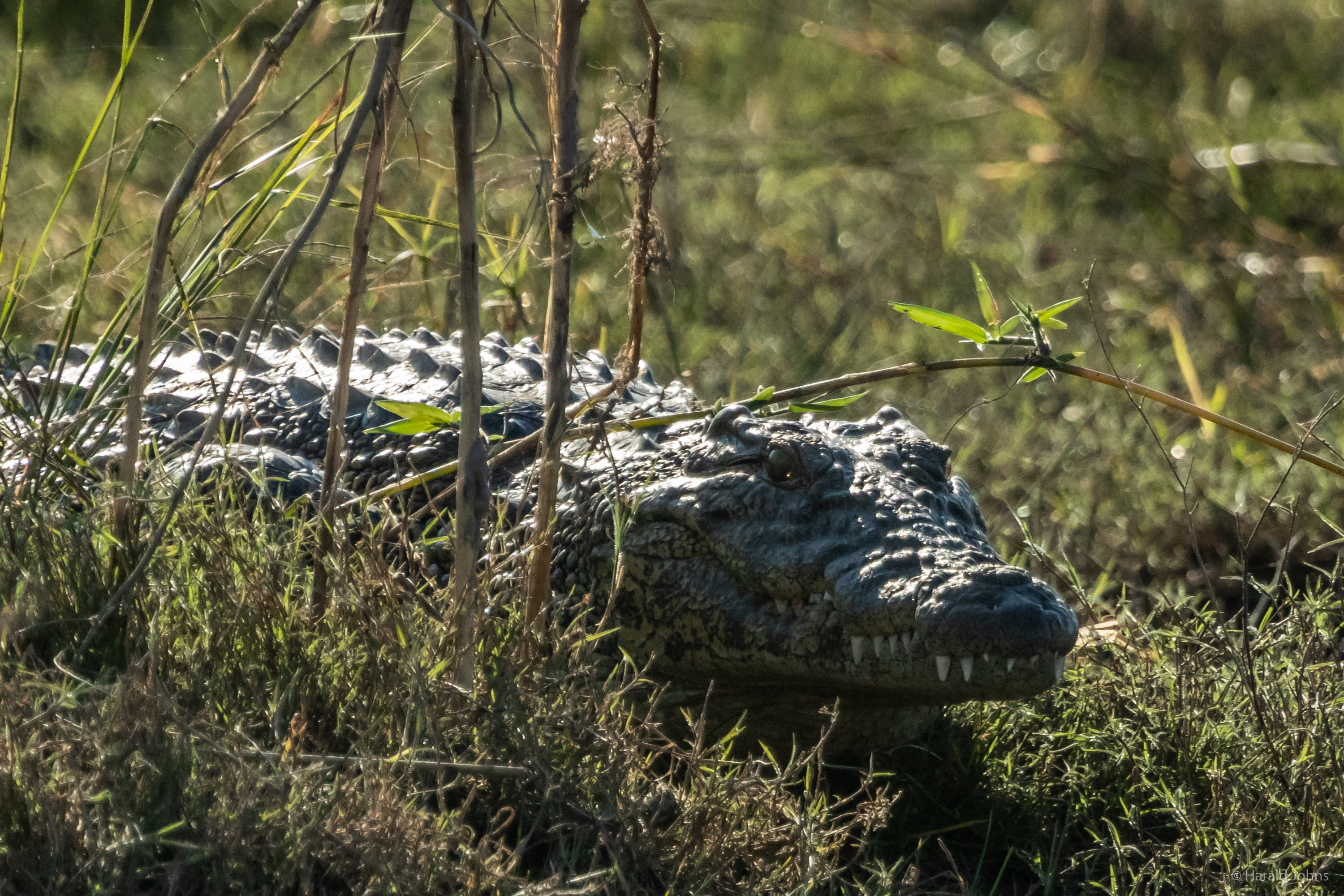 Krokodil hat sich positioniert