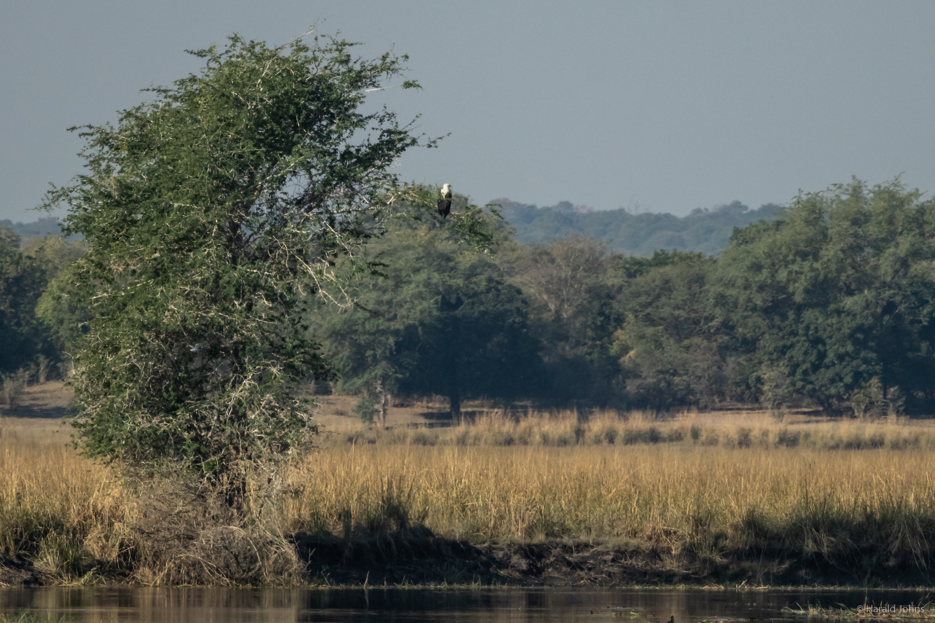 Seeadler im Baum üder dem Fluss