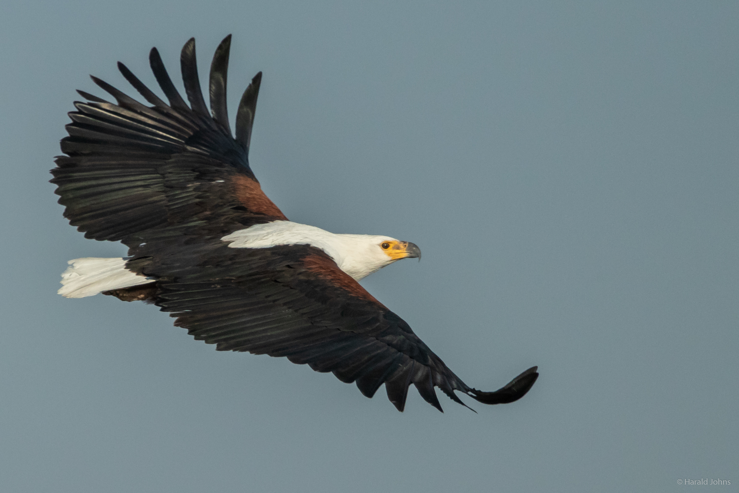 Seeadler im Flug