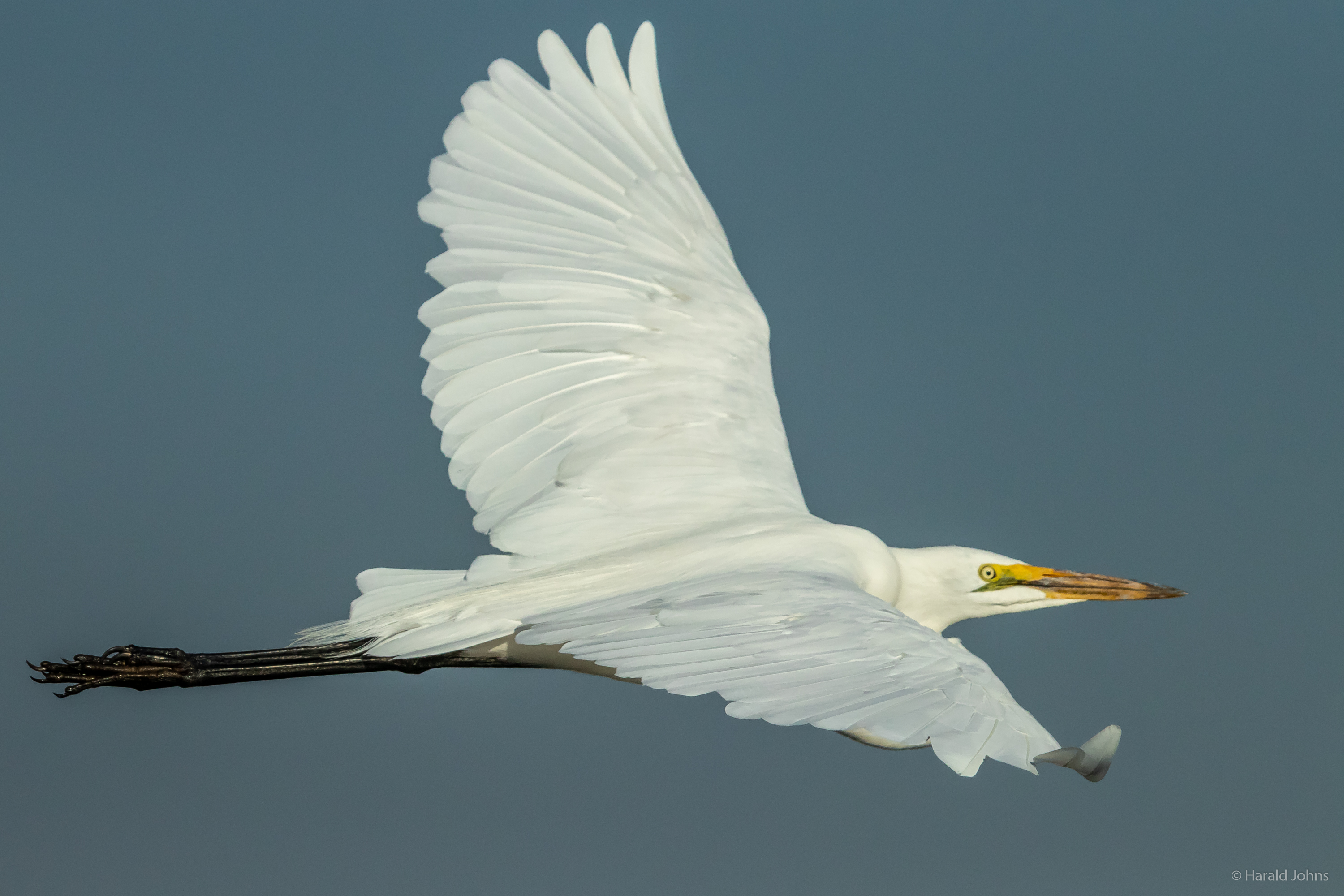 Silberreiher im Flug