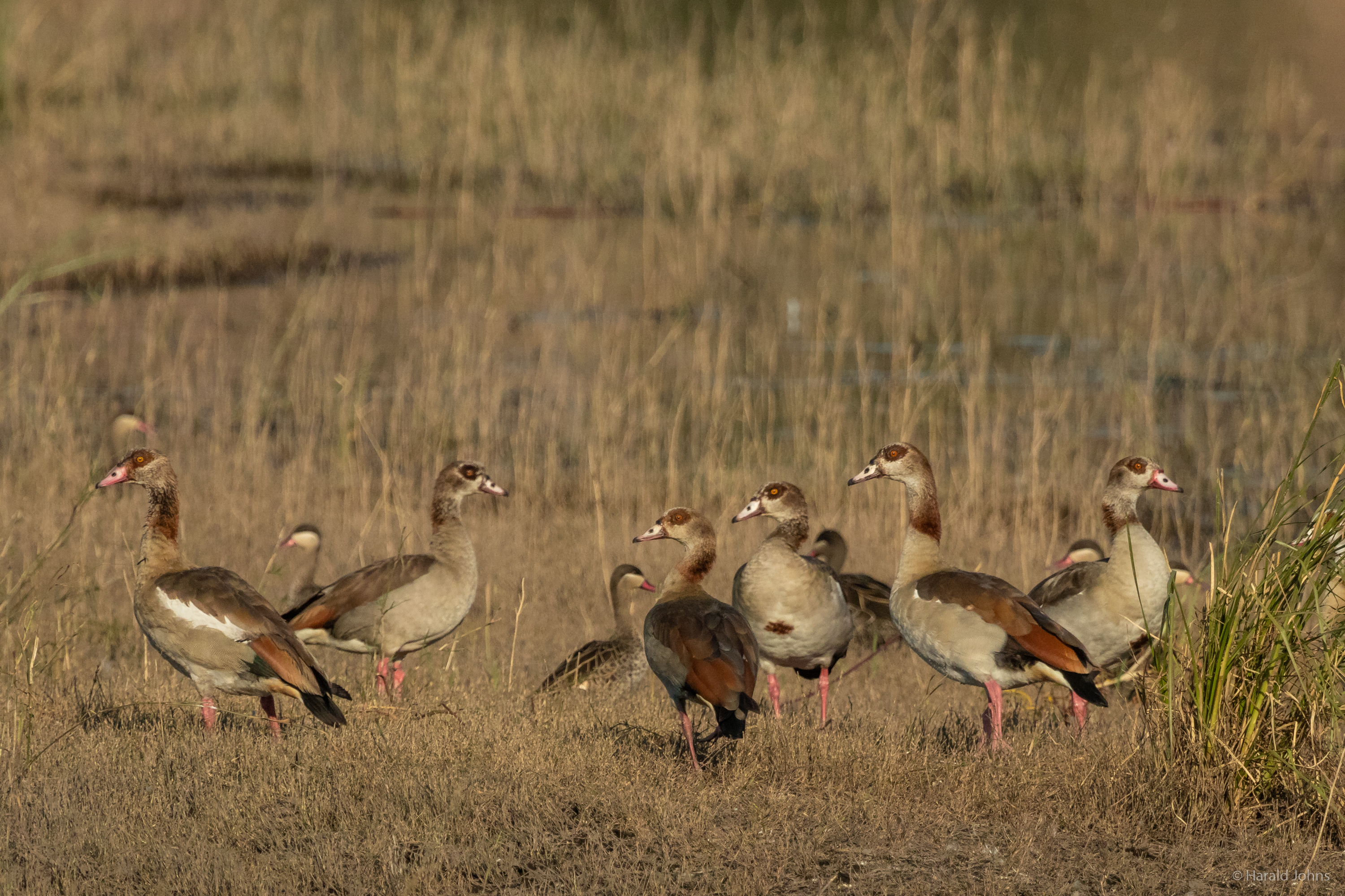 Nilgänse