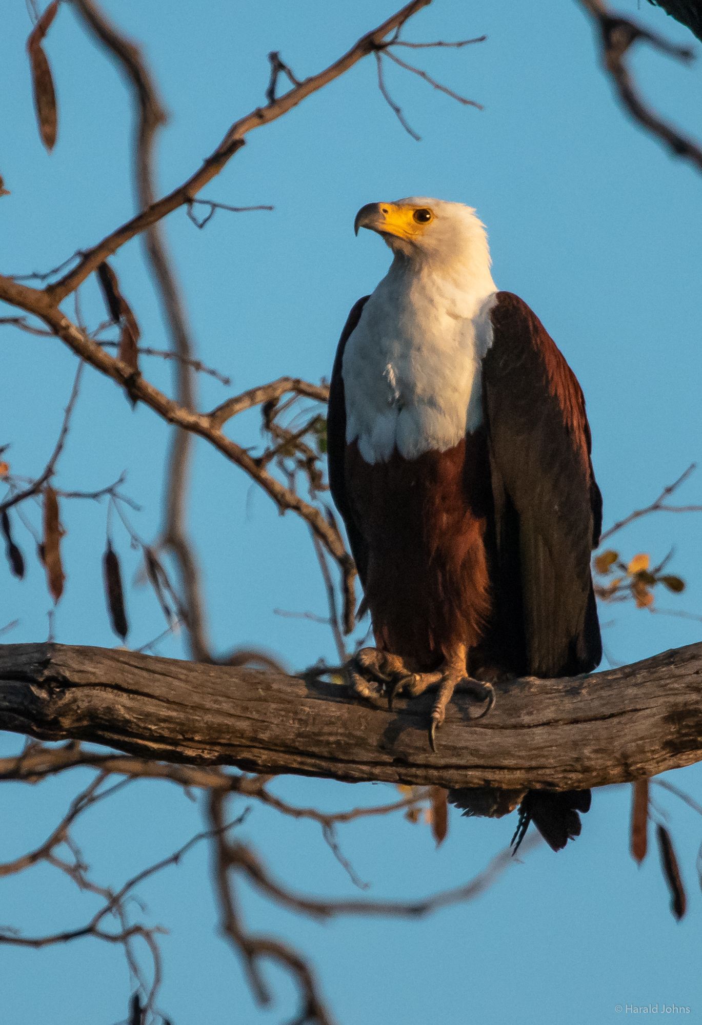 Wachsamer Seeadler
