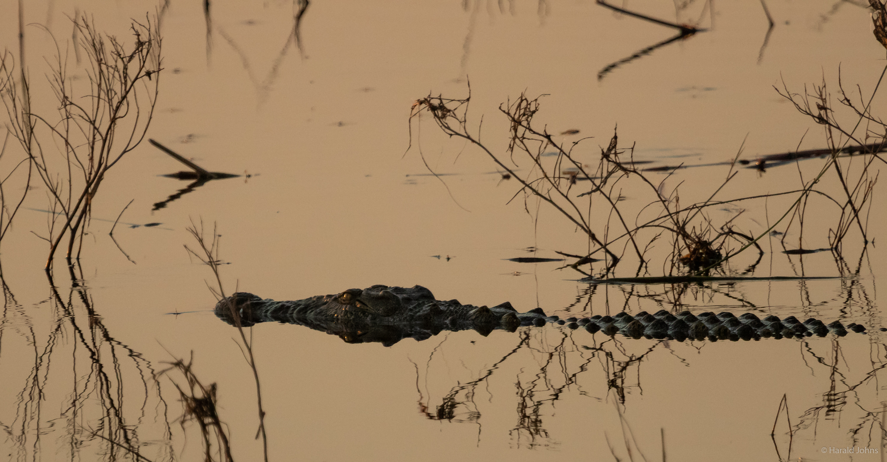Ganz unauffällig gleitet das Krokodil im Wasser ...