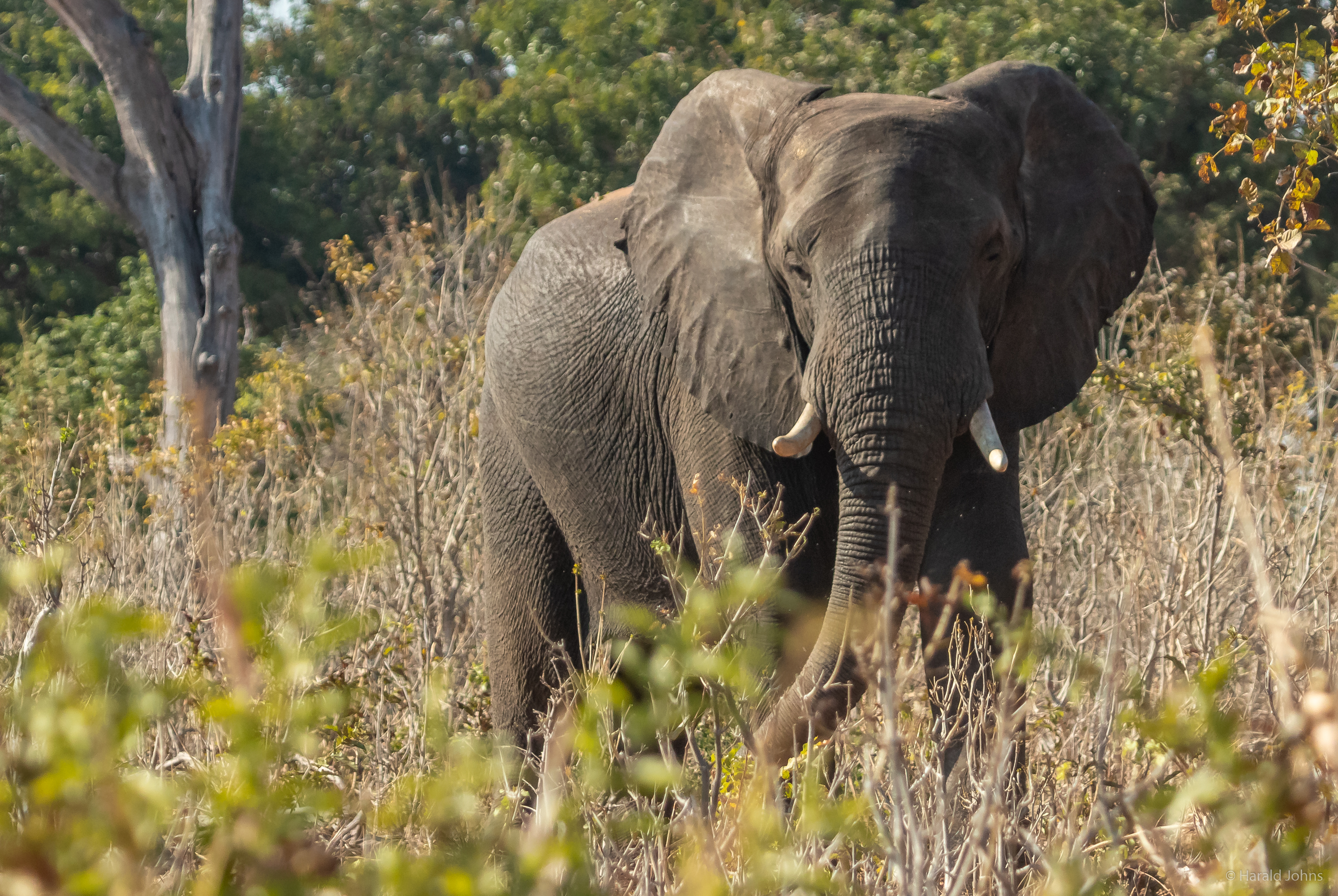 Ein mächtiger Elefant kommt entgegen ...