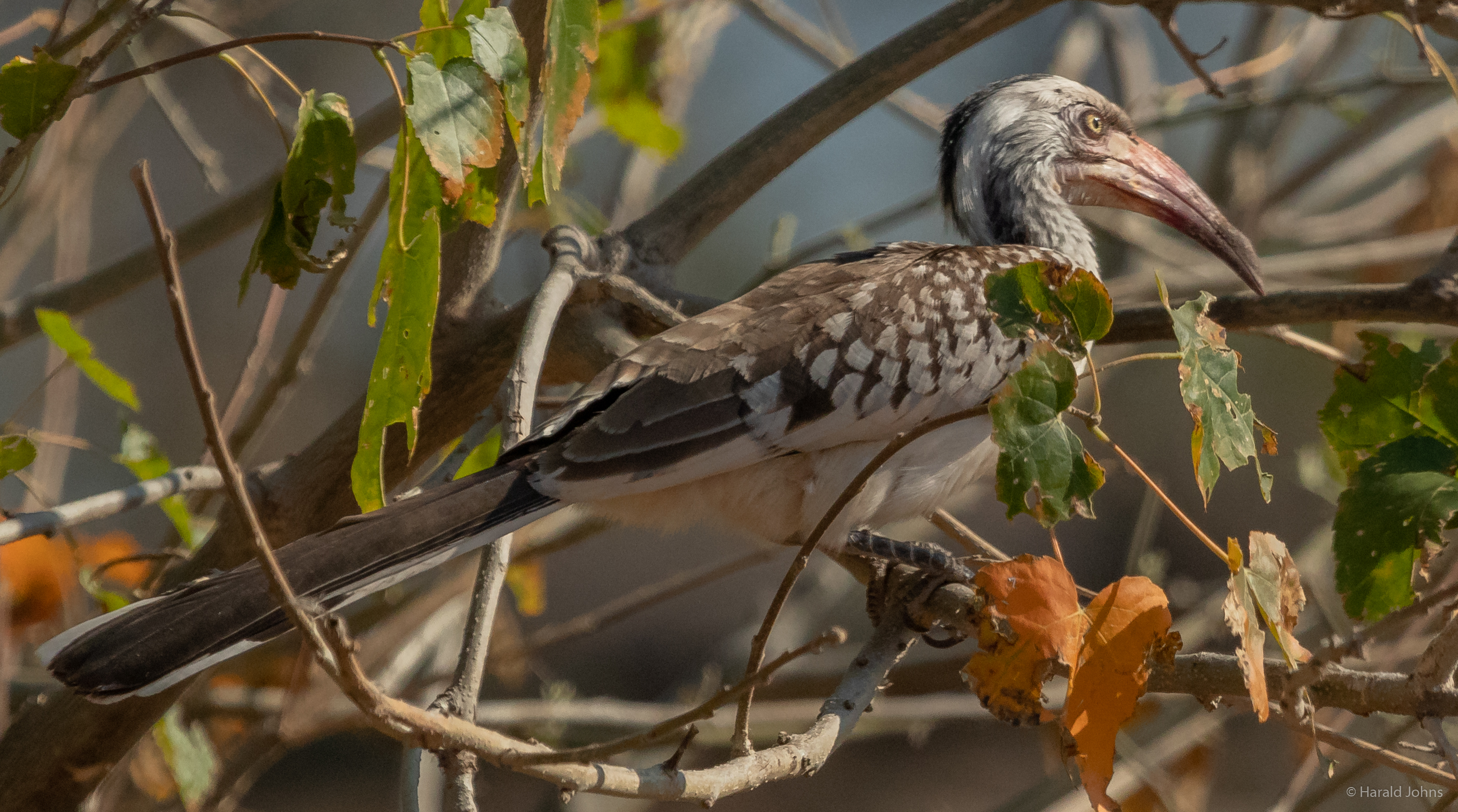 Südlicher Rotschnabeltoko im Chobe National Park