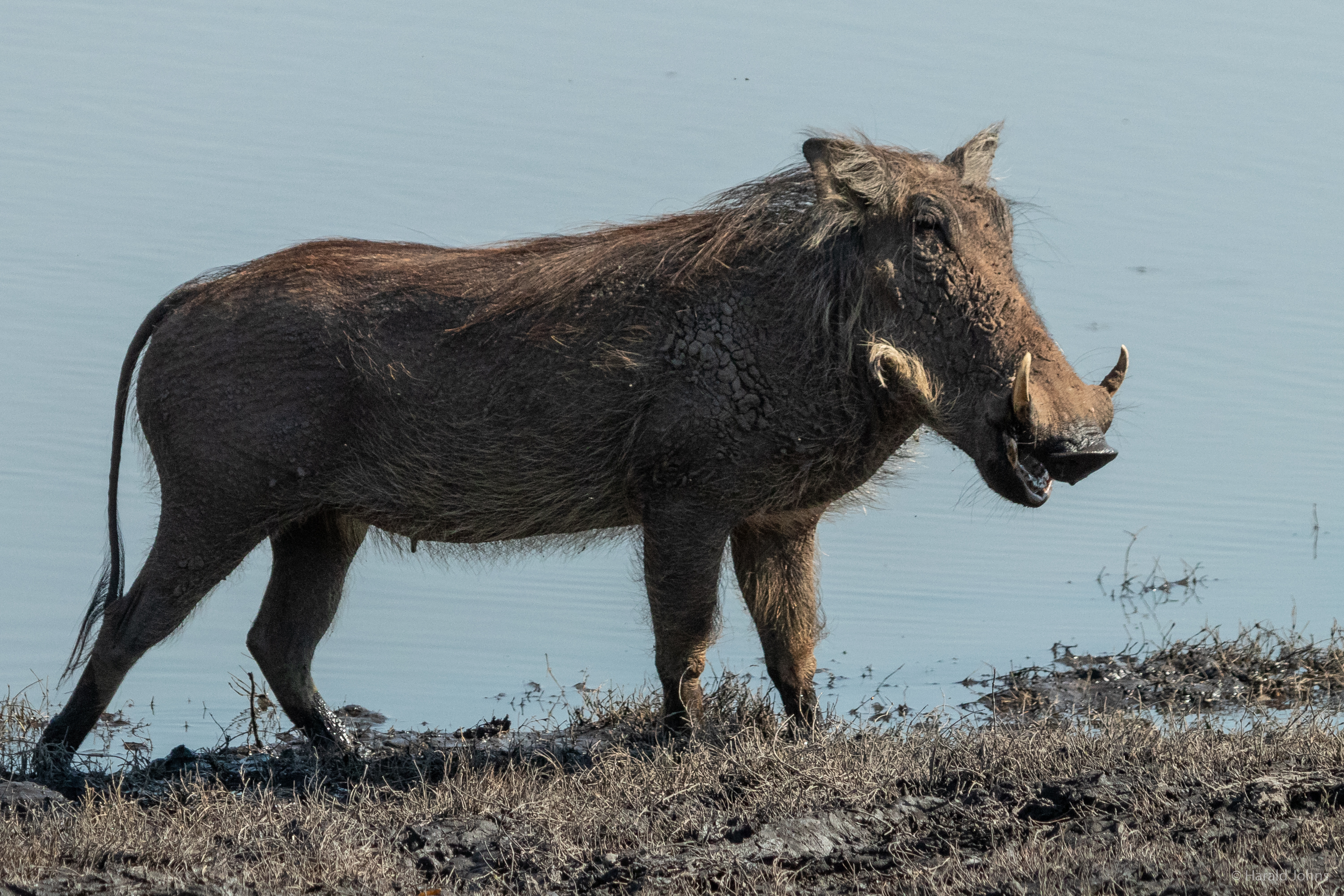 Auch Warzenschwein-Bachen tragen Hauer