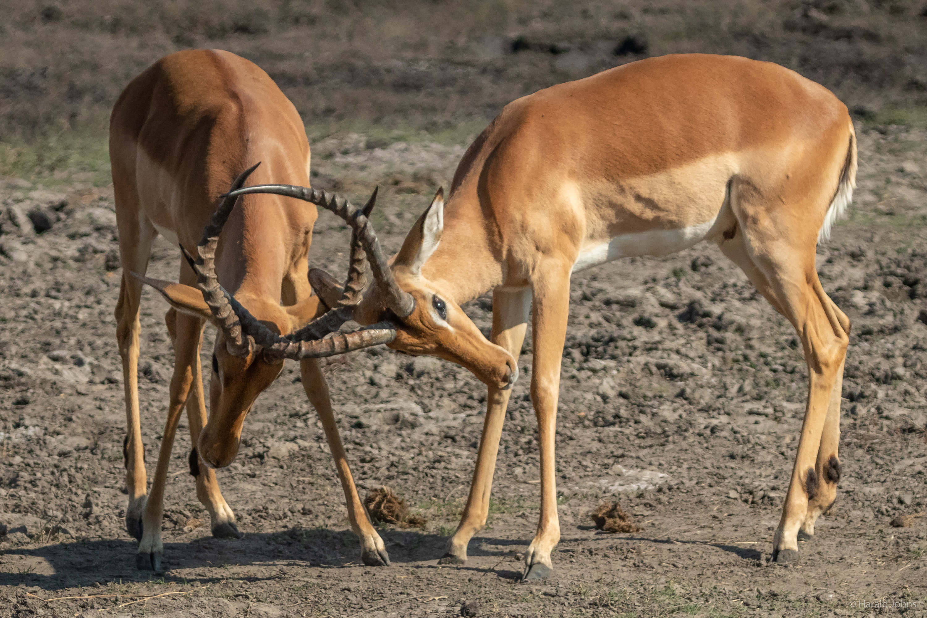 Impala-Böcke beim Kräftemessen