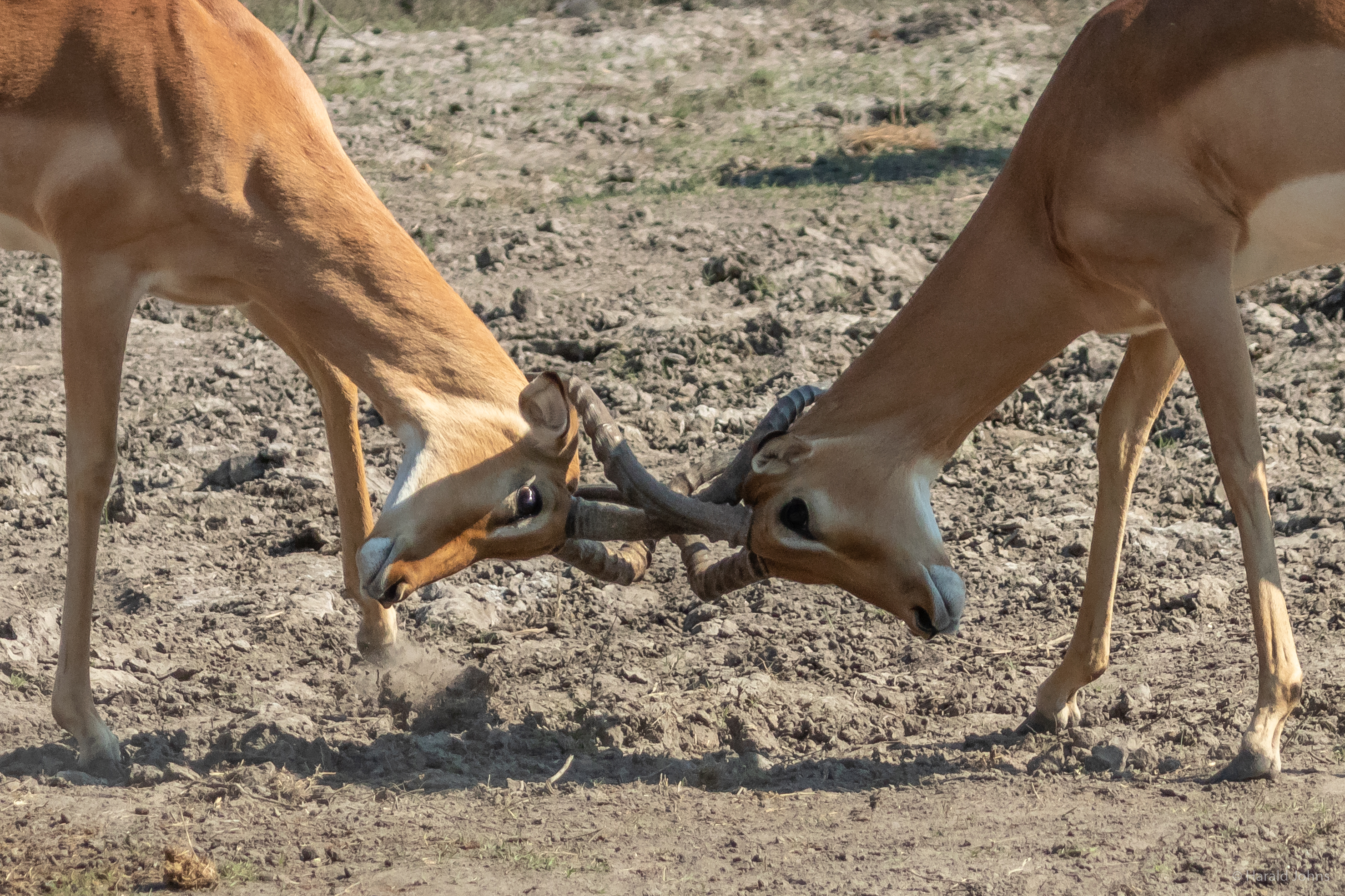 Impala-Böcke beim Kräftemessen