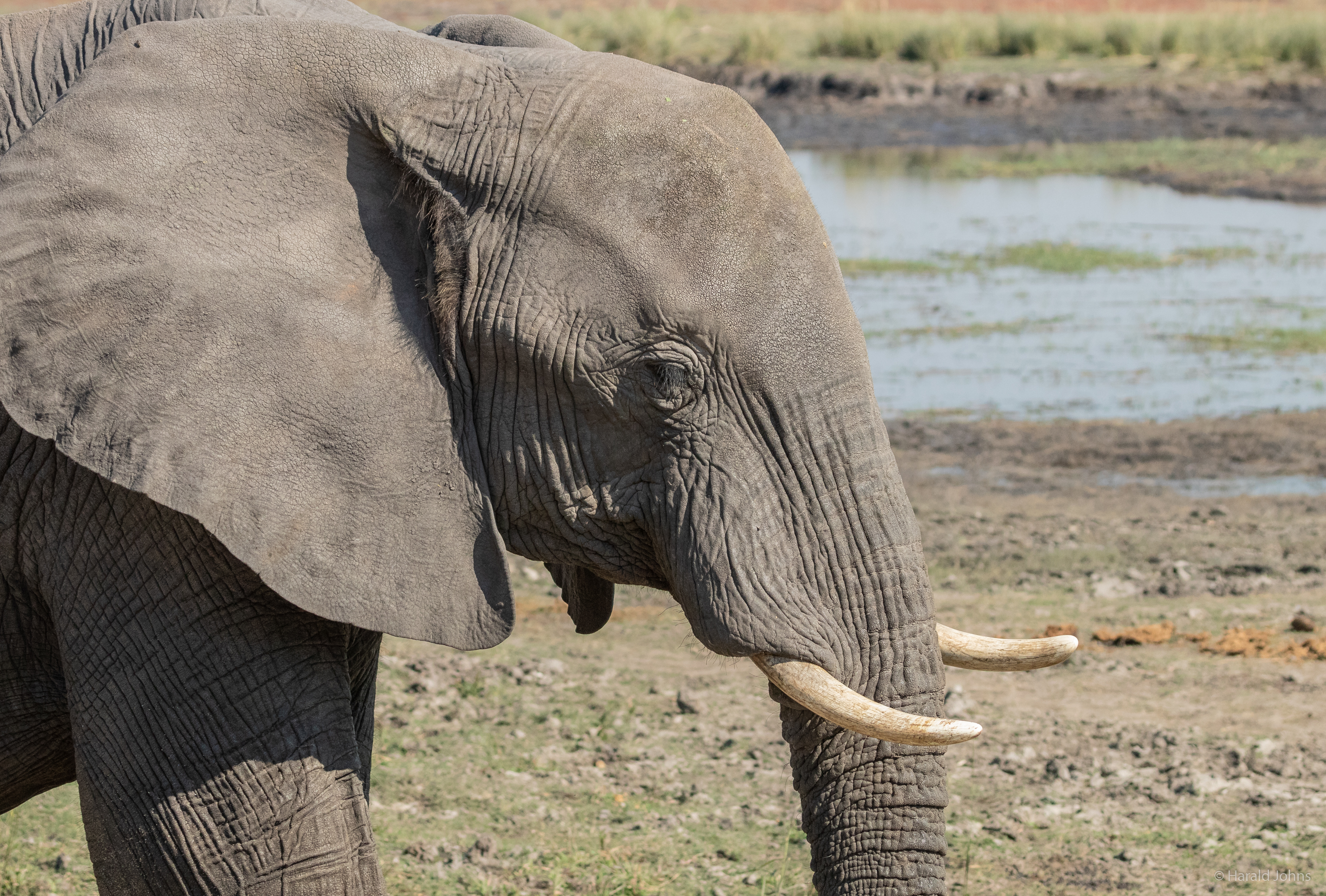 Afrikanischer Elefant