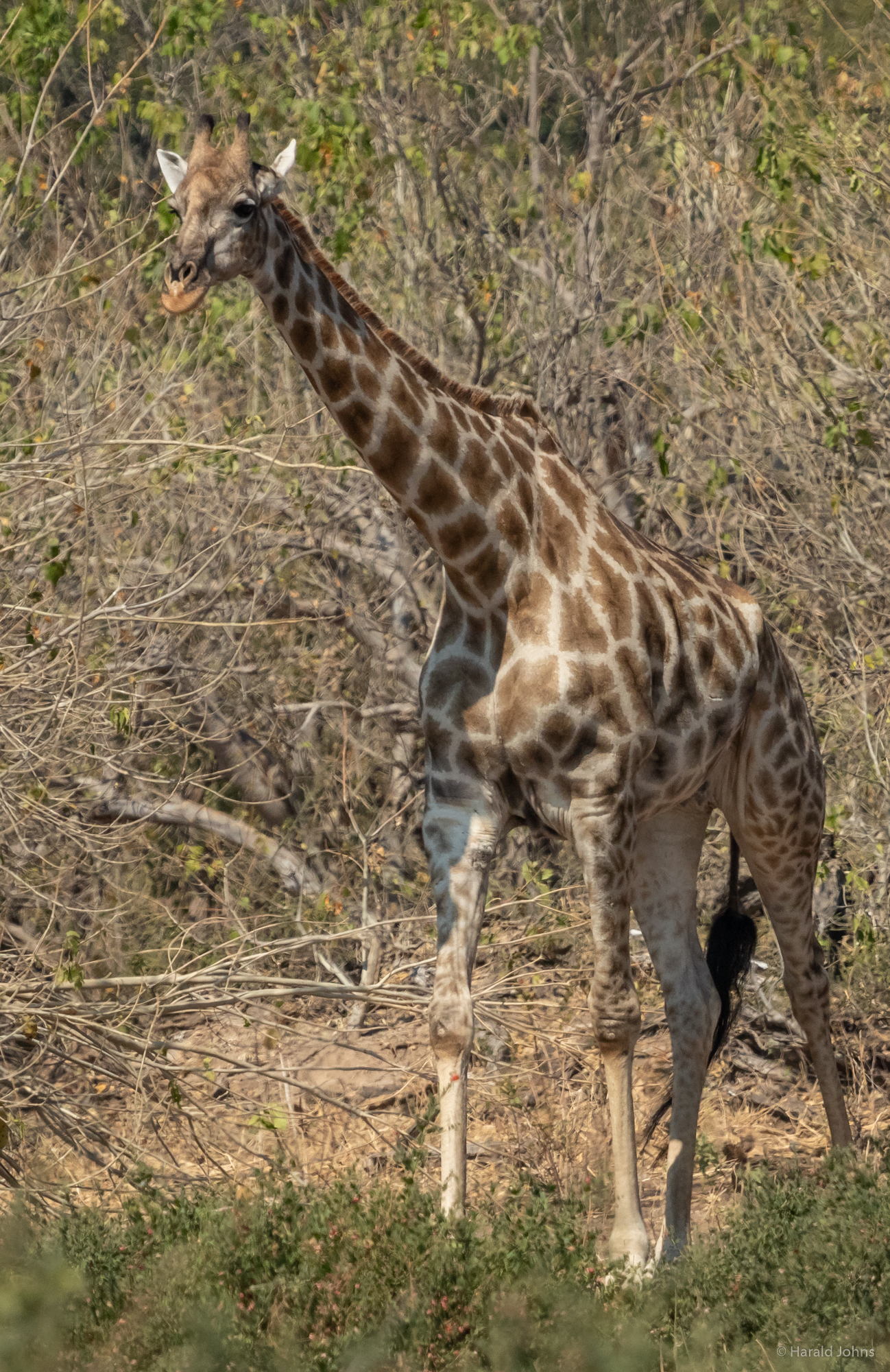 Giraffe