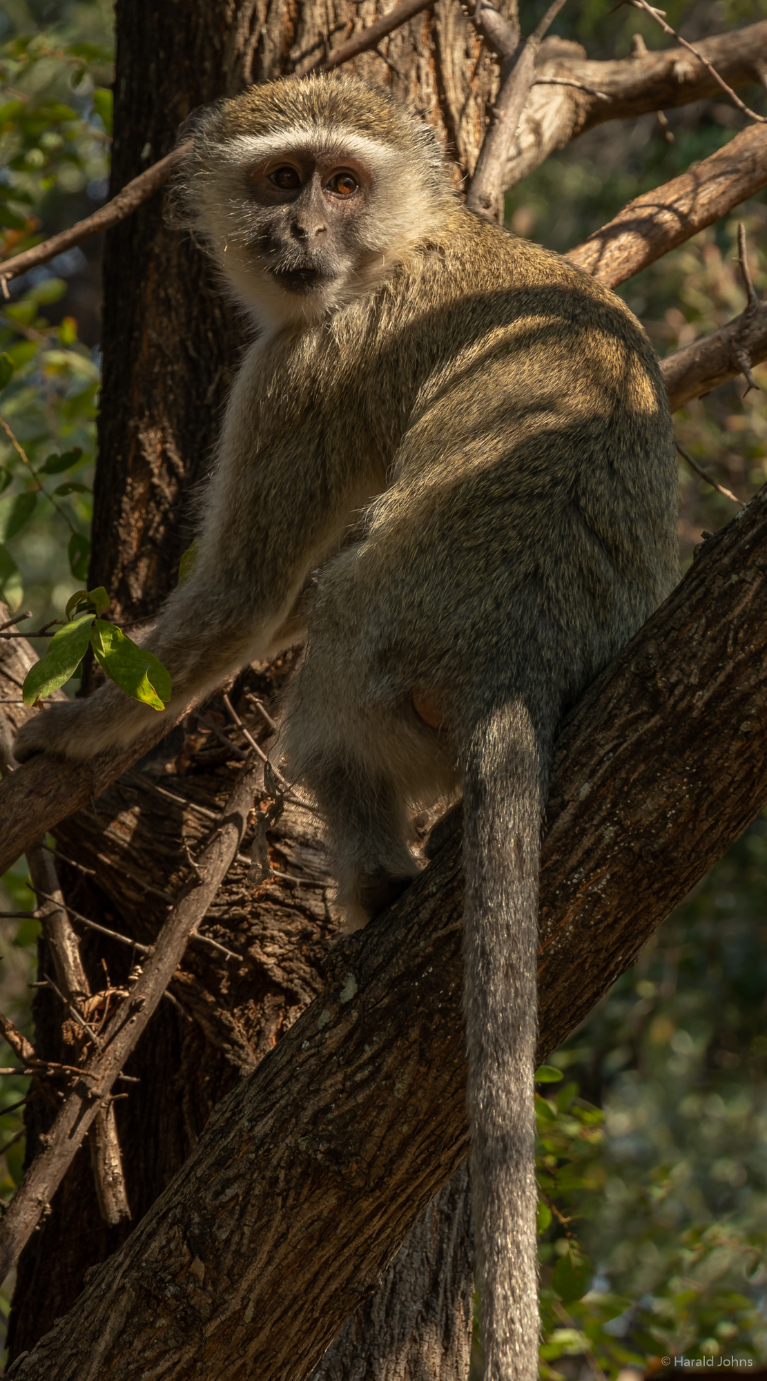 Ein Besucher im Shearwater Rainforest Cafe: Malbrouck-Grünmeerkatze
