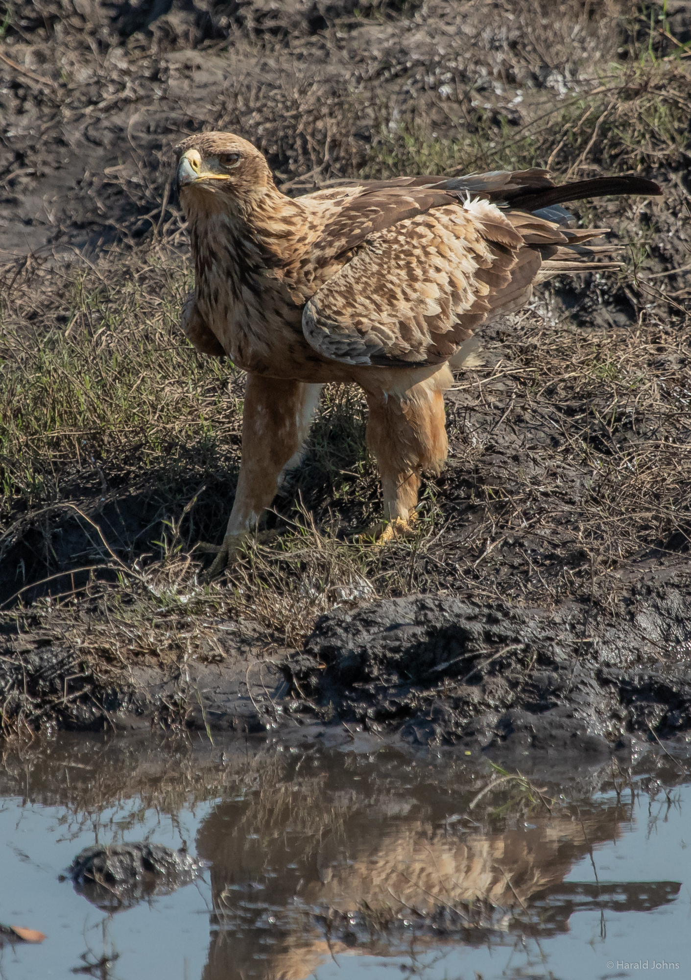 Steinadler