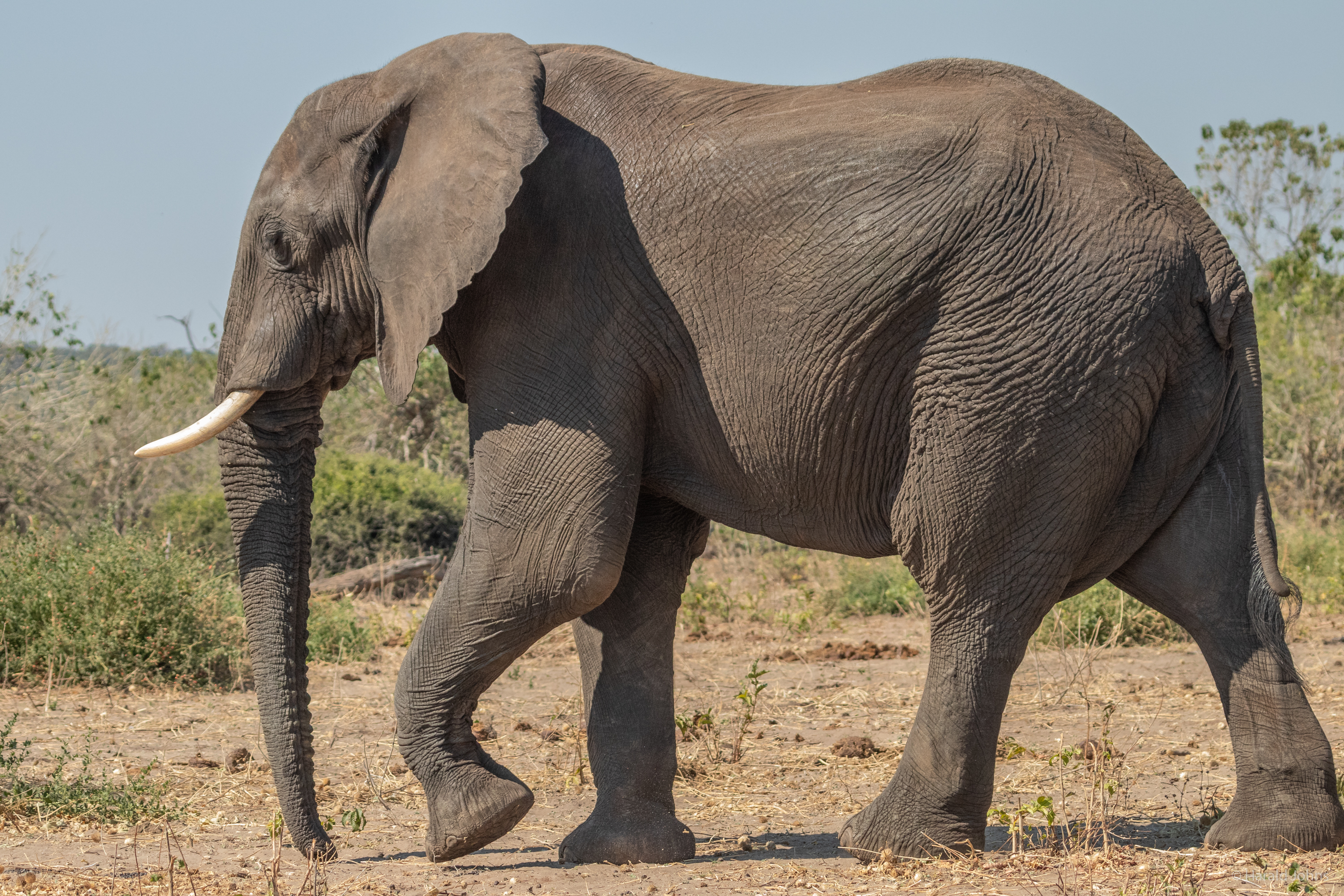 Afrikanischer Elefant
