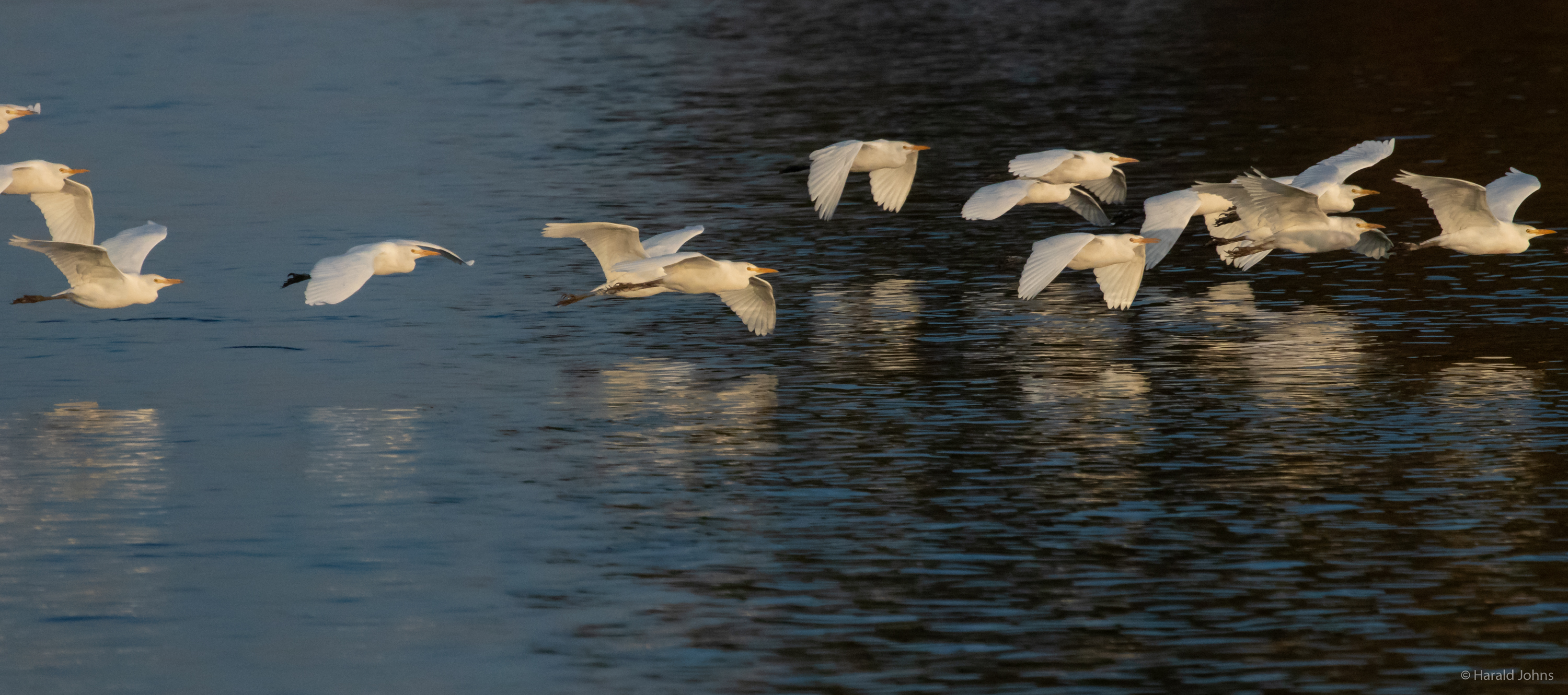 Silberreiher dicht über dem Wasser