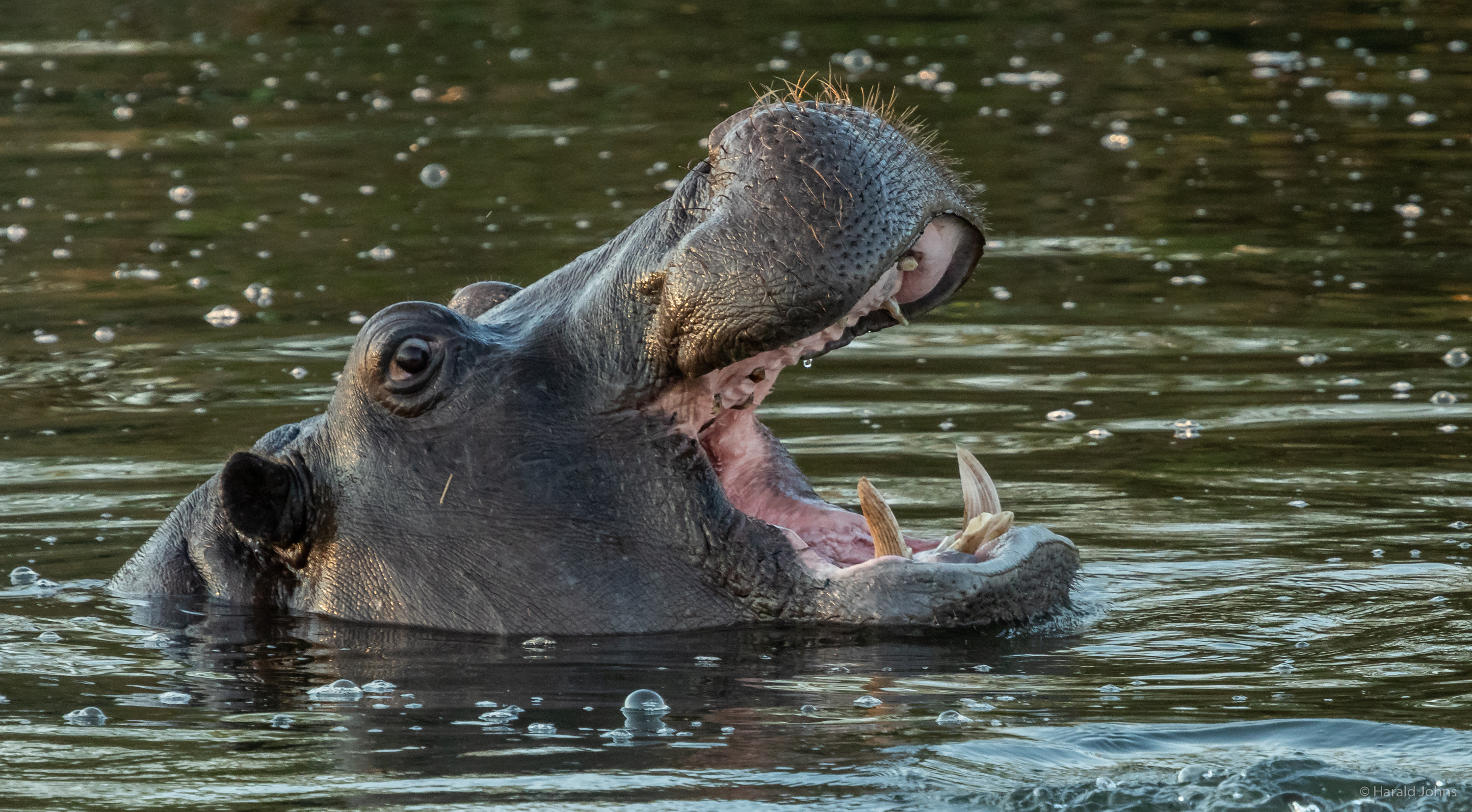 Gähnendes Hippo.