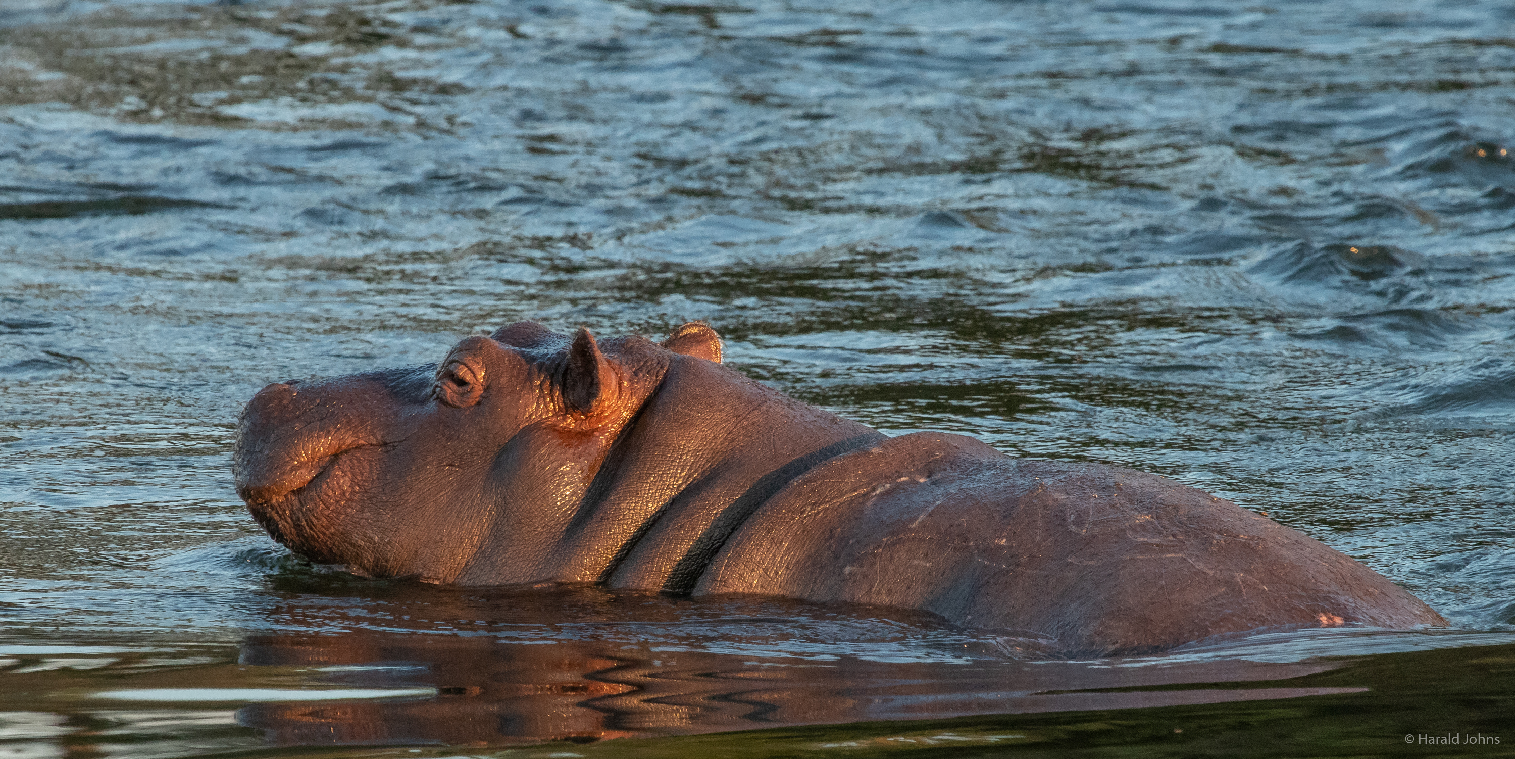 Noch junges Hippo.